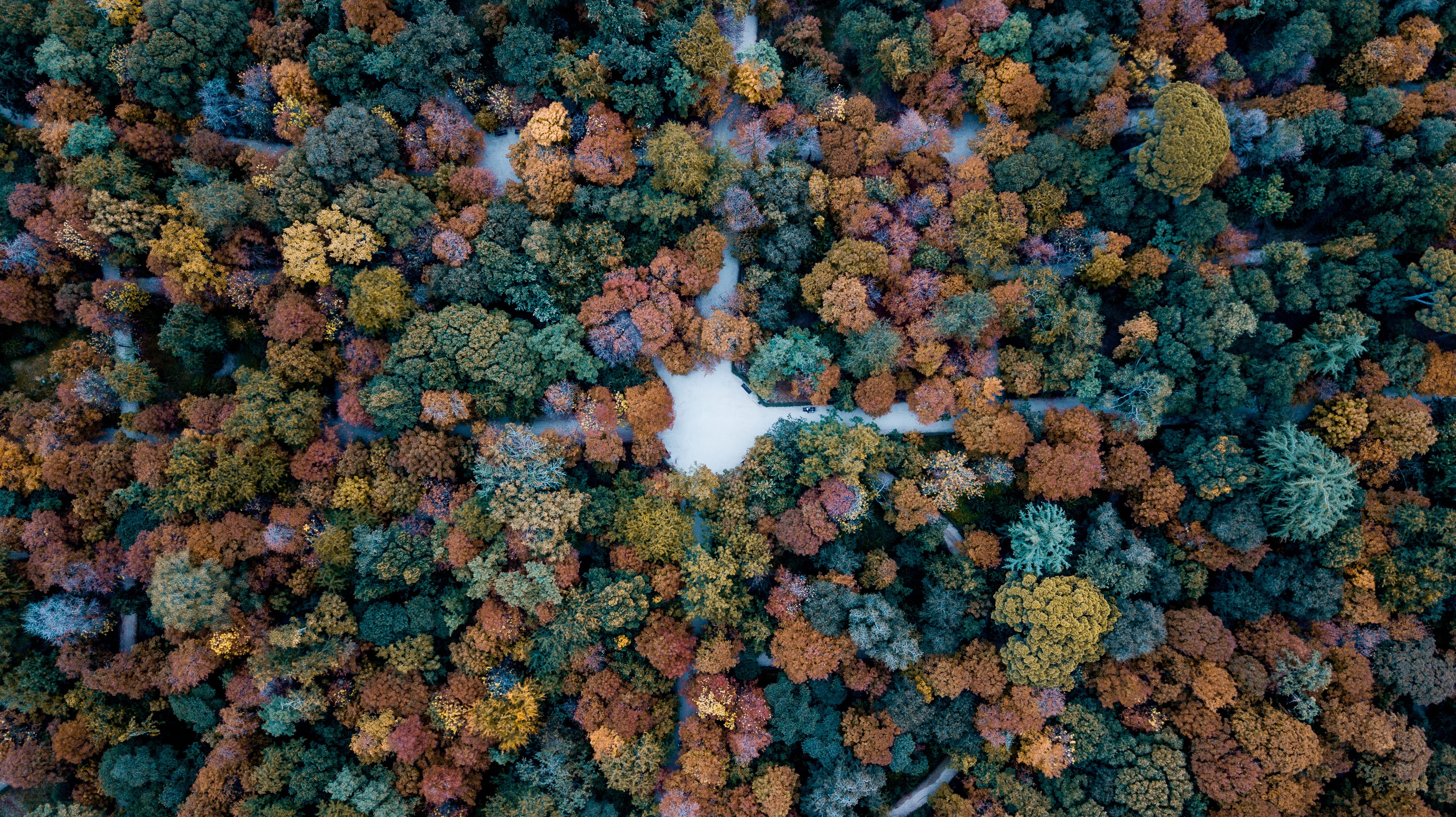 flower, corals, textured, close-up, trees, view, marine, flowering plant, full frame, woodland, pattern, backgrounds, colour, fall, fragility, drone, texture, HD Wallpaper