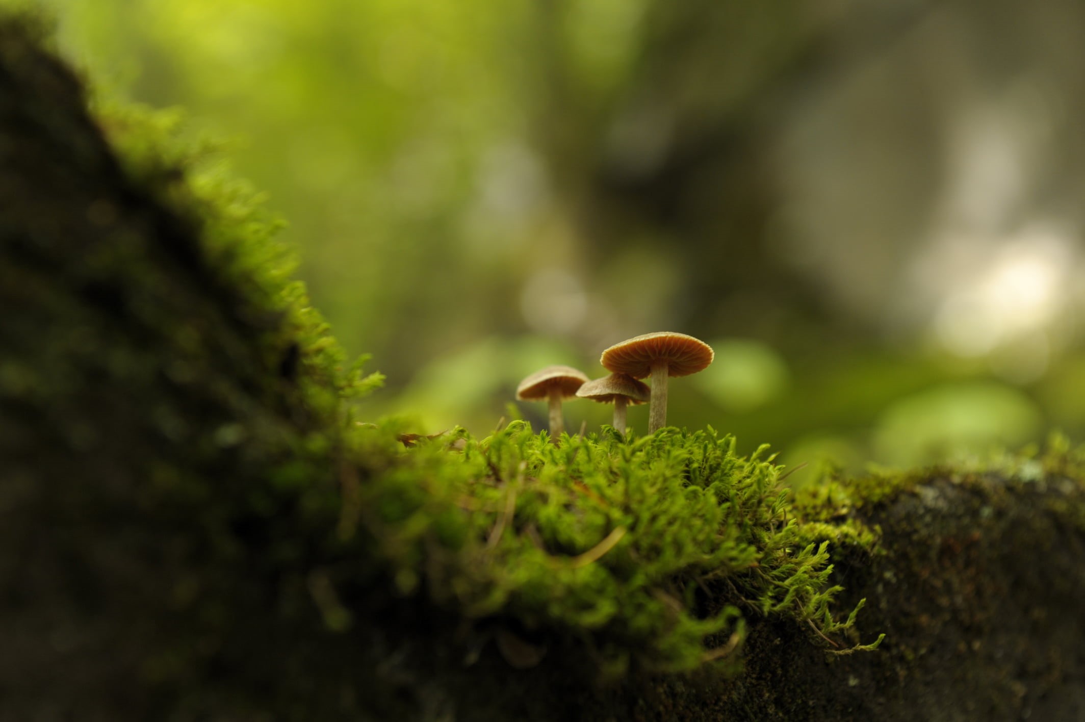 Nikon  D3S, 1080P, photography, Sakuho, machi, f/2, grass, Nikkor, mushroom, en, macro photography, 70mm, brown, 8G, Zoom, Nagano, green, green grass, HD Wallpaper
