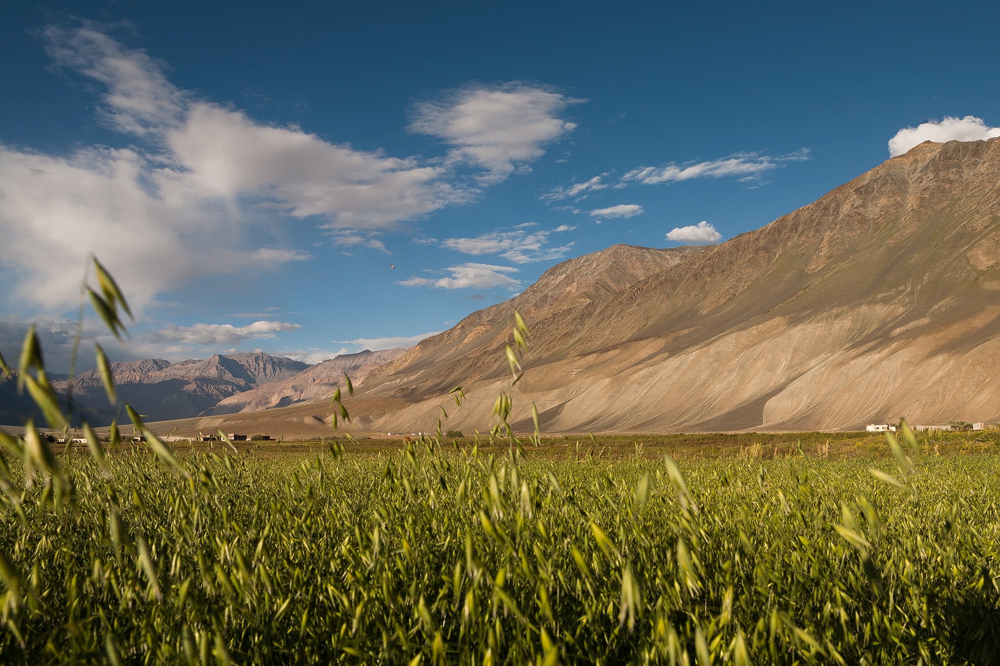 grass, Indien, green, Potd, Barley, India, Zanskar valley, beside, yahoo, landscape, country, outdoors, 1080P, inde, day, scenics, EN, MENA, fields, Indie, HD Wallpaper