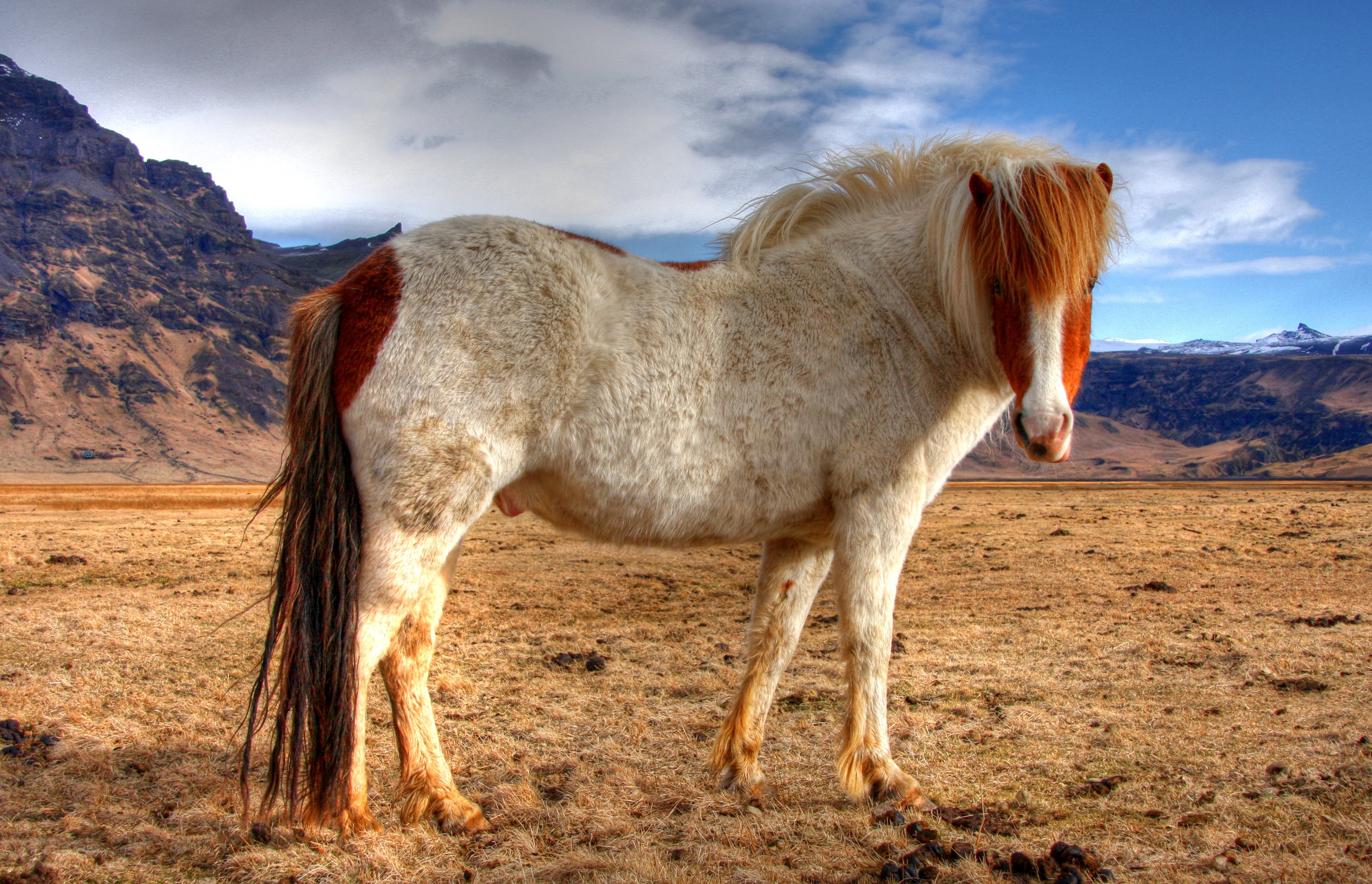 2K, lo mejor, mountain, outdoors, en, islandia, El, mammal, white, animal, turismo, de, caballo, que, nature, fotos, brown, landscape, horse, HD Wallpaper
