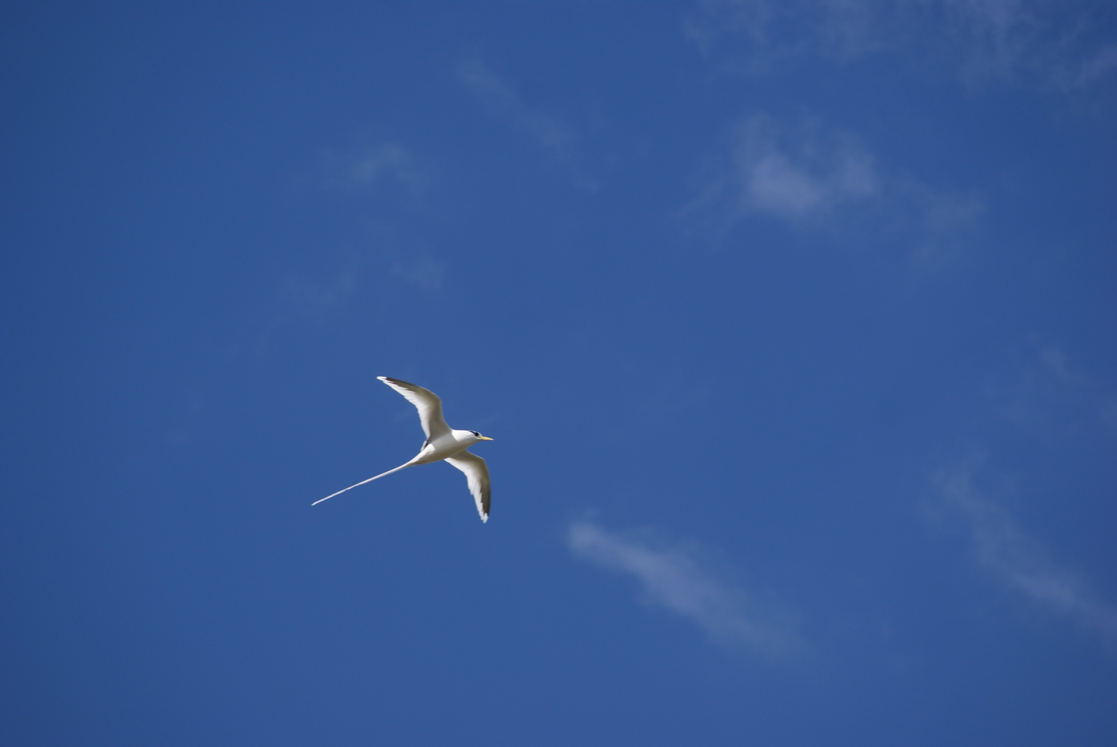 directly below, flying, sky, outdoors, cloud, no people, mid-air, animals in the wild, white, freedom, spread wings, one animal, nature, animal wildlife, HD Wallpaper