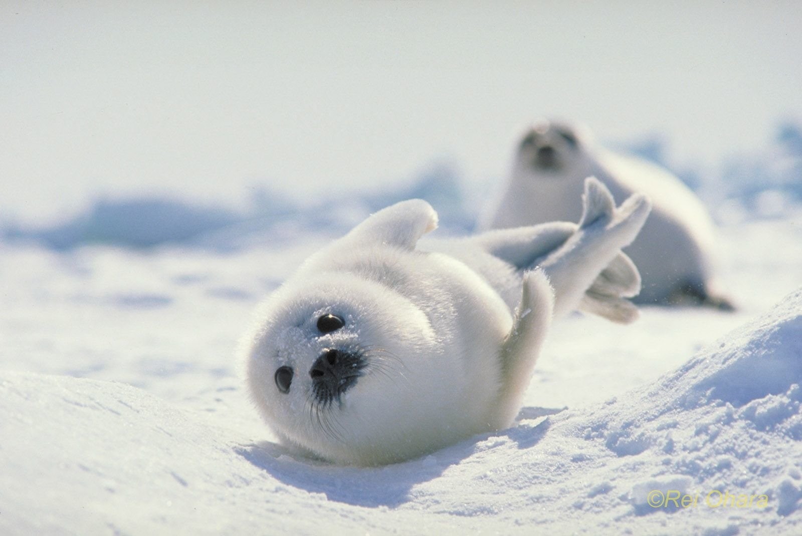 mammal, outdoors, day, animal themes, seal - animal, white color, lying down, animal wildlife, winter, animals in the wild, vertebrate, no people, ice, HD Wallpaper