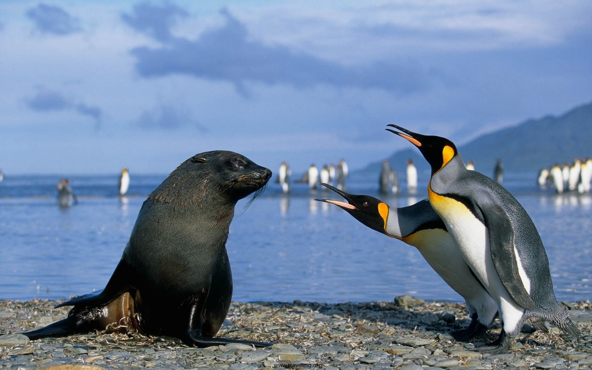two, outdoors, no people, underwater, animal, vertebrate, group of animals, animal themes, penguin, focus on foreground, mammal, birds, two animals, bird, HD Wallpaper