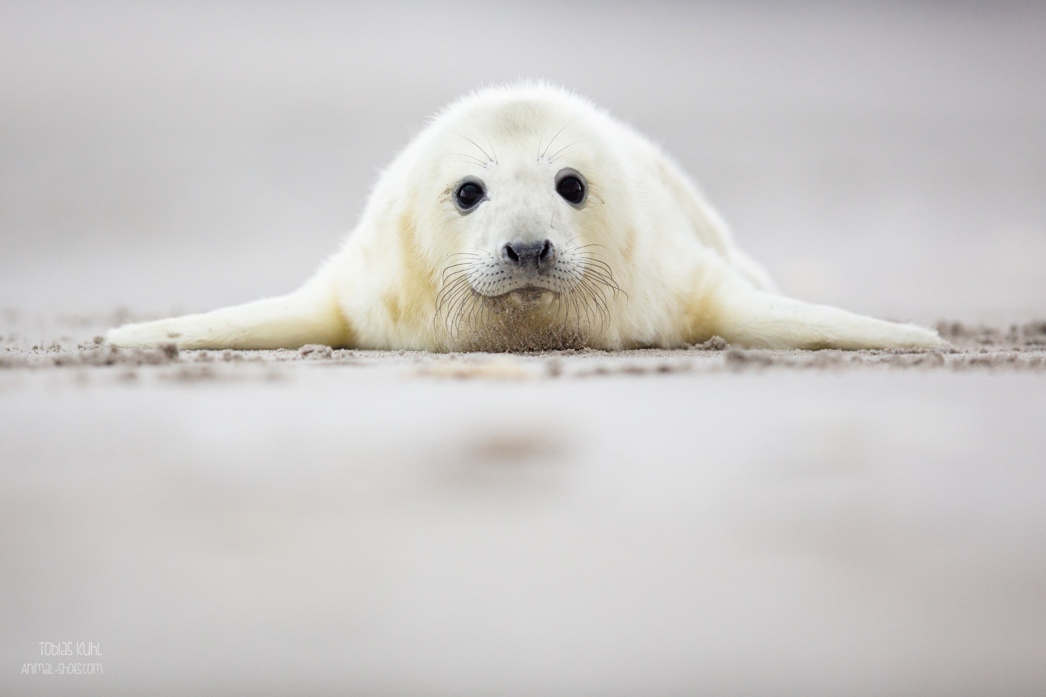 white color, day, seal - animal, animals in the wild, looking at camera, portrait, outdoors, one animal, animal head, mammal, 1080P, surface level, innocence, HD Wallpaper