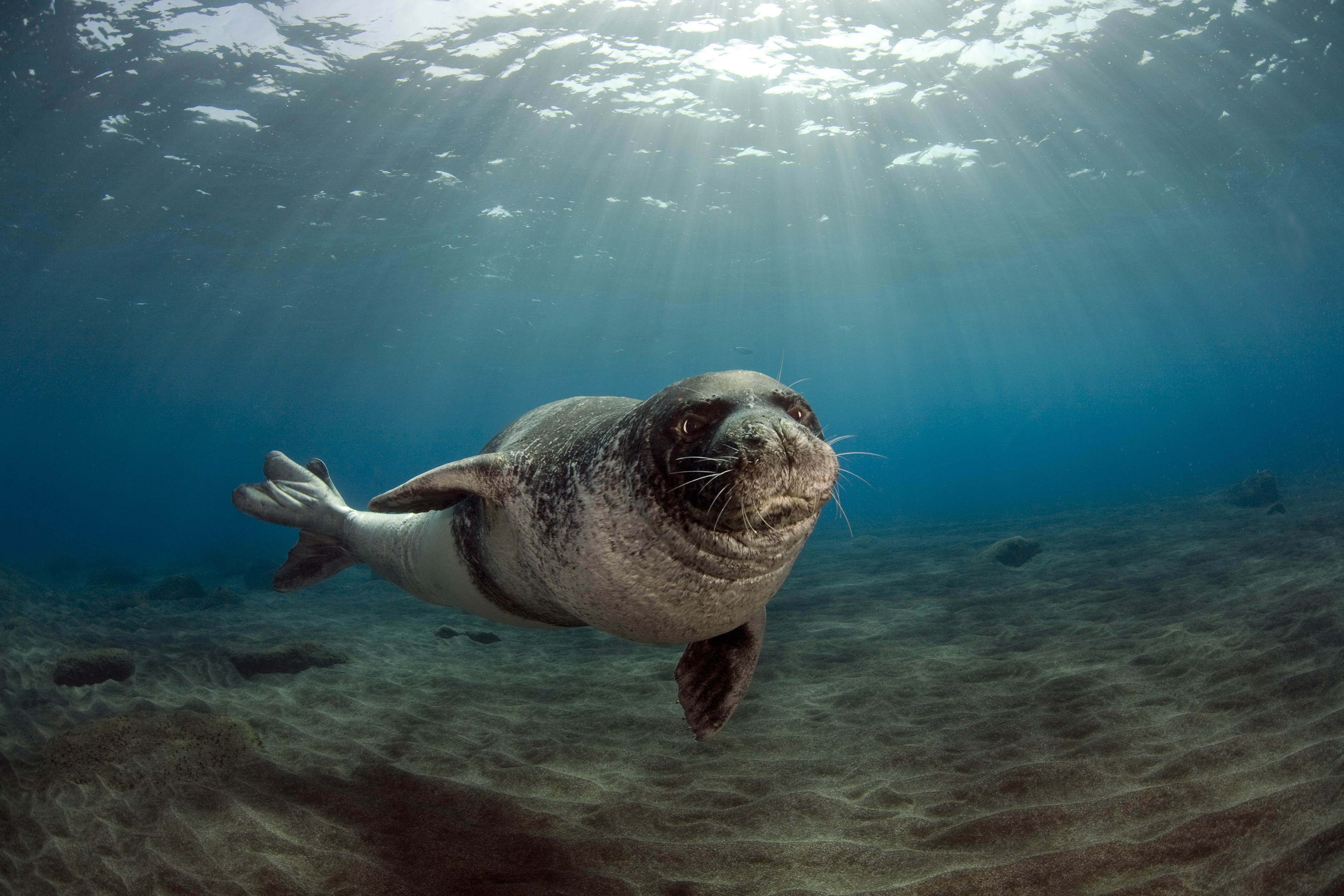 undersea, seal - animal, animals in the wild, sunbeam, sea life, seals, vertebrate, one animal, underwater, 4K, no people, mammal, animals, lion, animal wildlife, HD Wallpaper