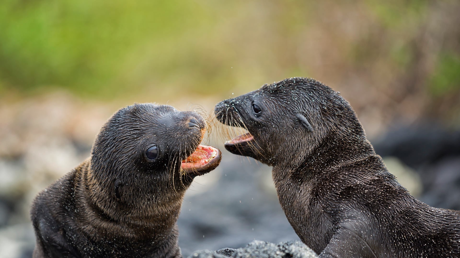 seals, 1080P, landscape, baby animals, HD Wallpaper