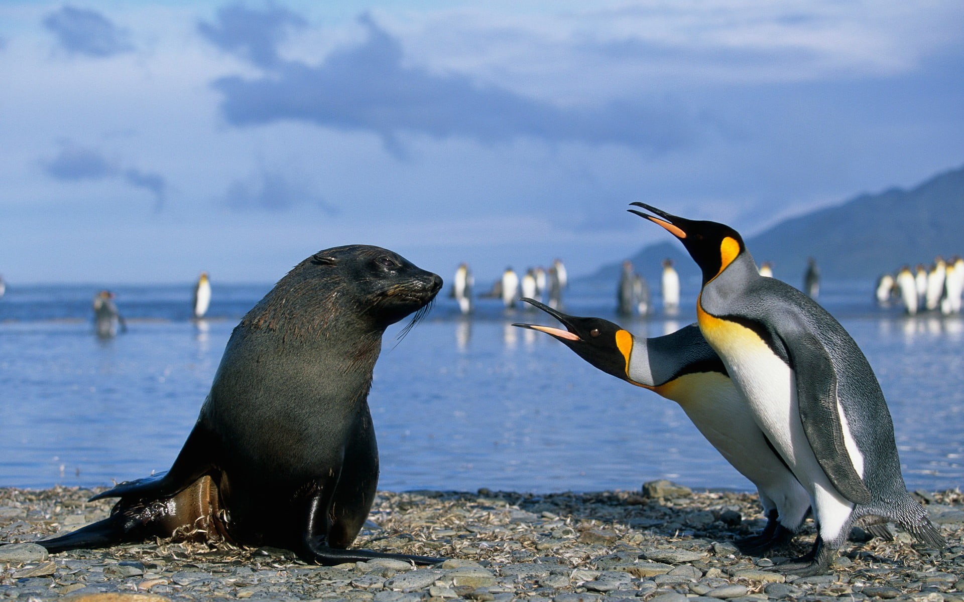 vertebrate, water, togetherness, marine, beach, nature, animals in the wild, side view, horse, outdoors, sea, bird, focus on foreground, penguins, animal, HD Wallpaper