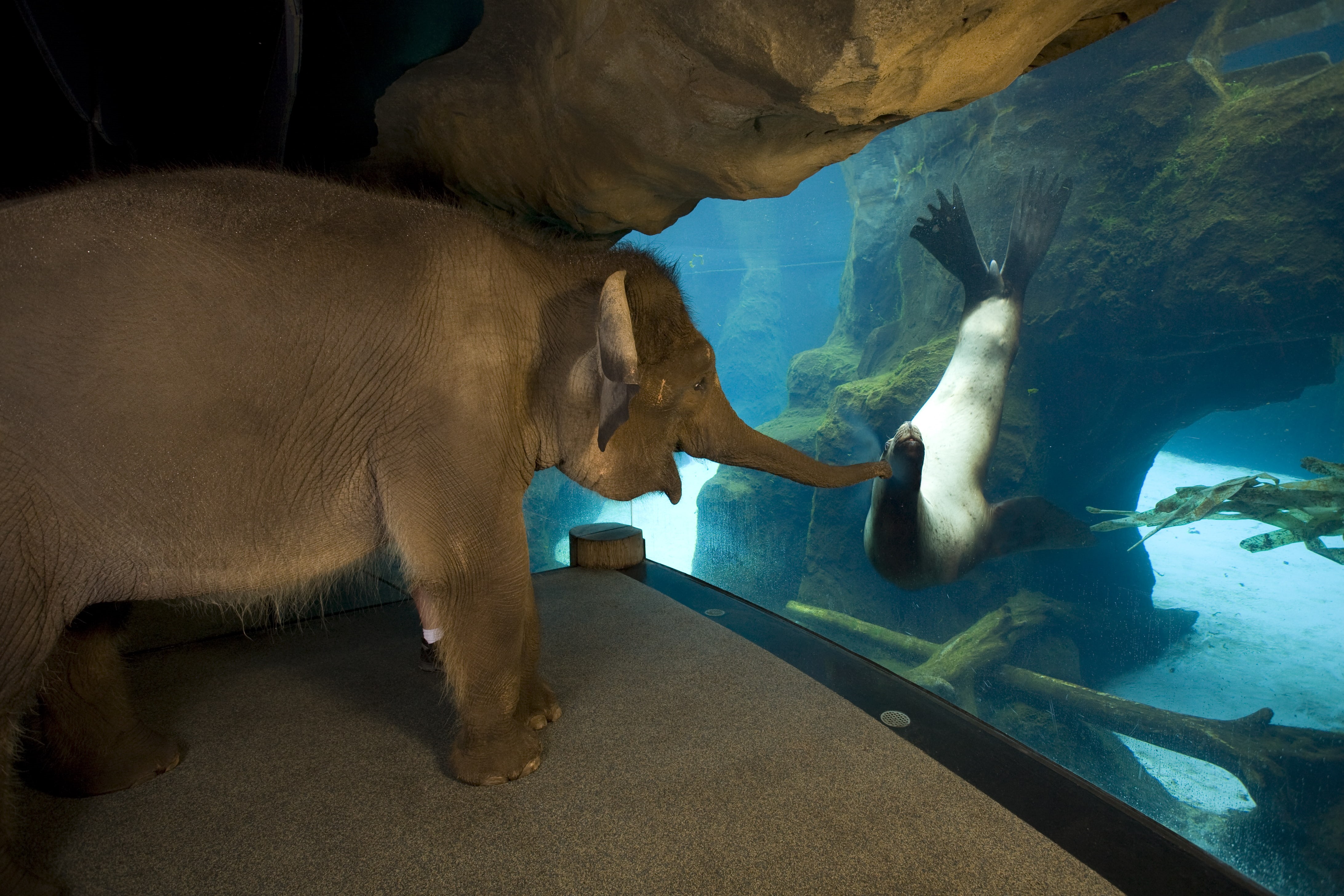 4K, canine, dog, elephant, mammal, one animal, nature, water, animal, domestic, underwater, animal themes, pets, animals, aquarium, animal wildlife, baby animals, HD Wallpaper
