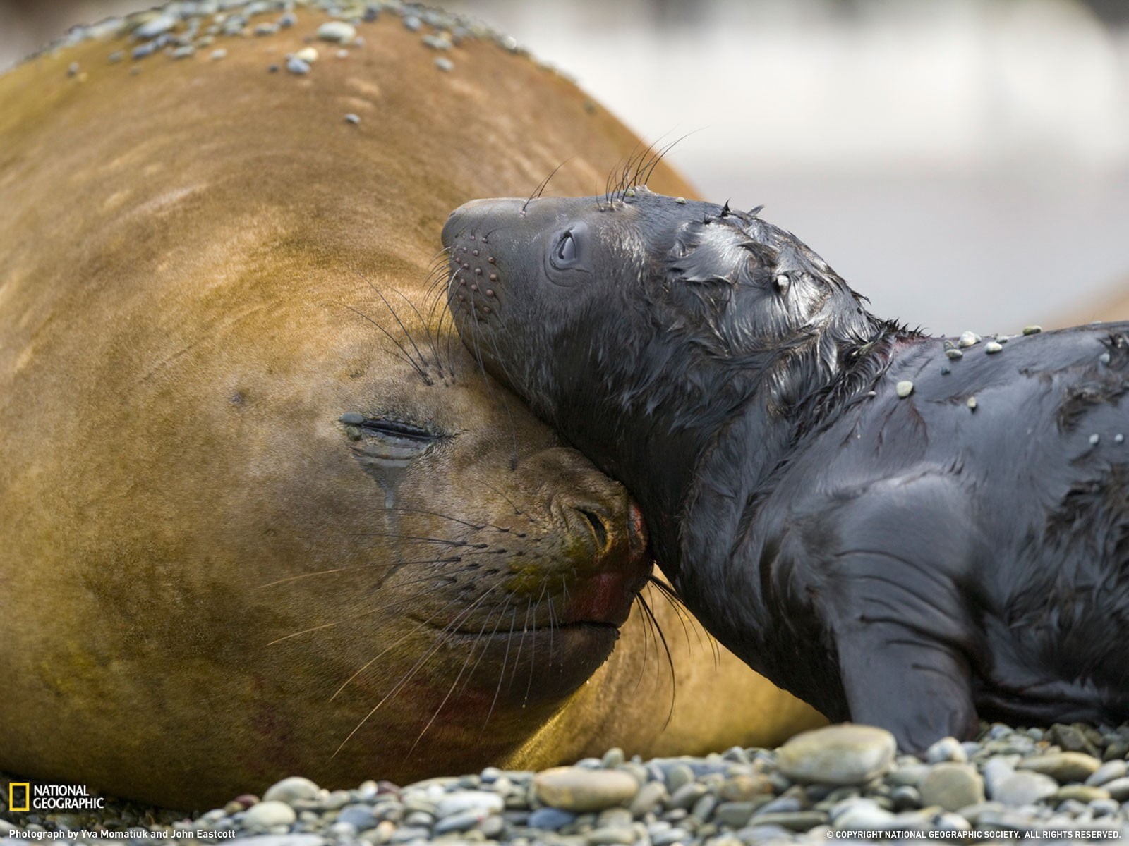 water, marine, seals, coated, sea lion, 720P, seal - animal, animal wildlife, underwater, nature, animal themes, animals in the wild, baby animals, vertebrate, HD Wallpaper