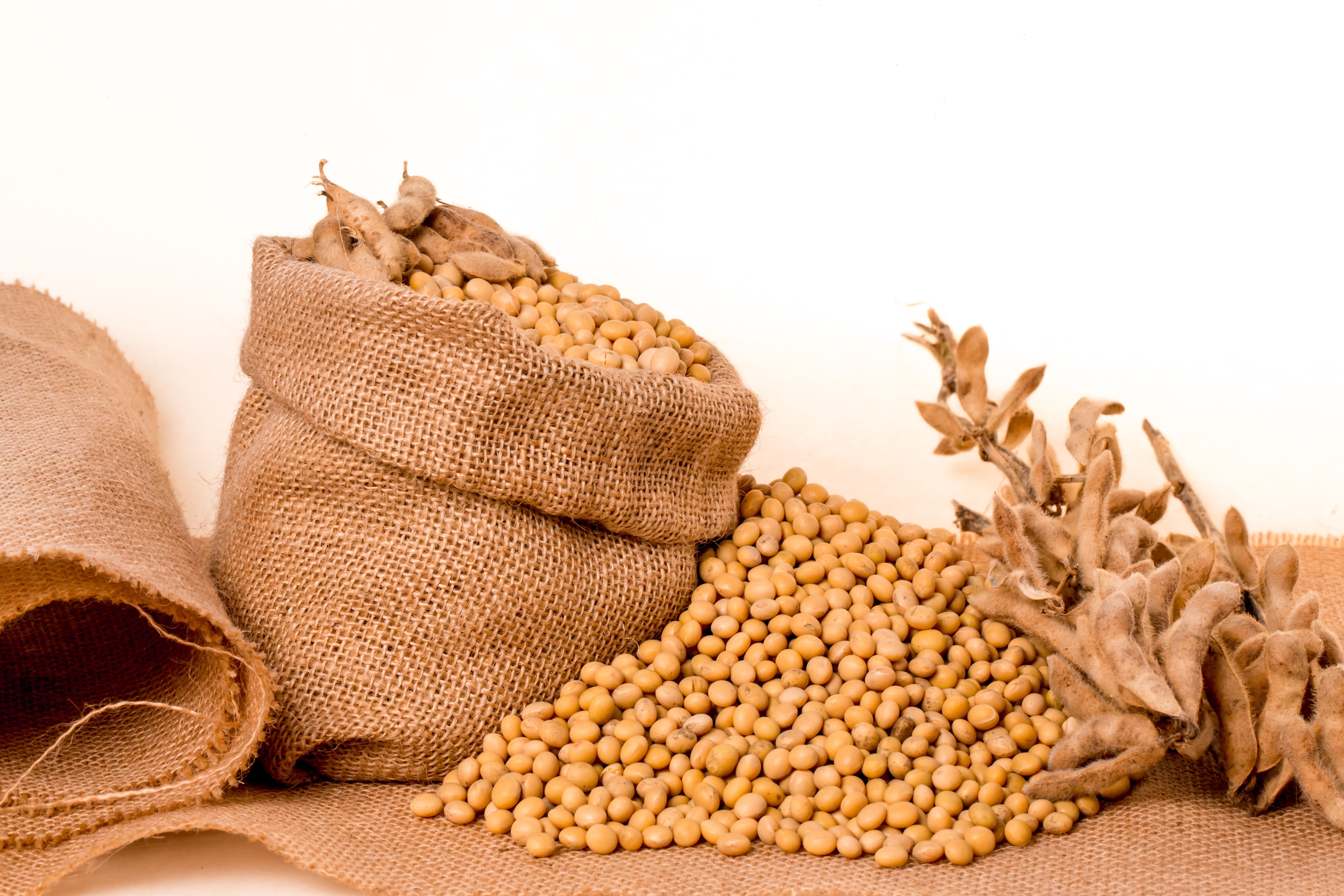 healthy eating, indoors, 5K, group of objects, vegetable, nature, ingredient, Seeds, no people, Bag, jute, grain, Plants, Burlap, food and drink, studio shot, HD Wallpaper