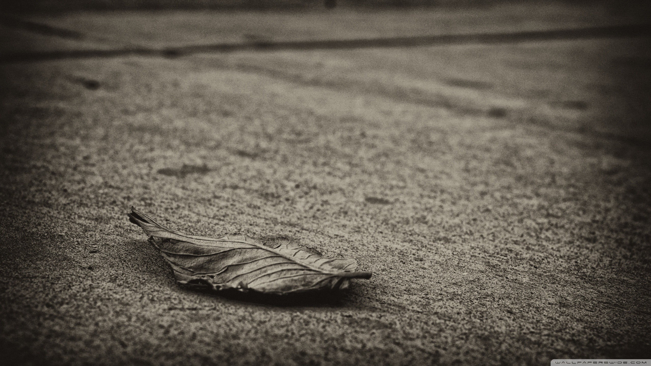 coated, 2K, no people, dry, auto post production filter, feather, selective focus, still life, close-up, surface level, animal, leaves, black, one animal, HD Wallpaper