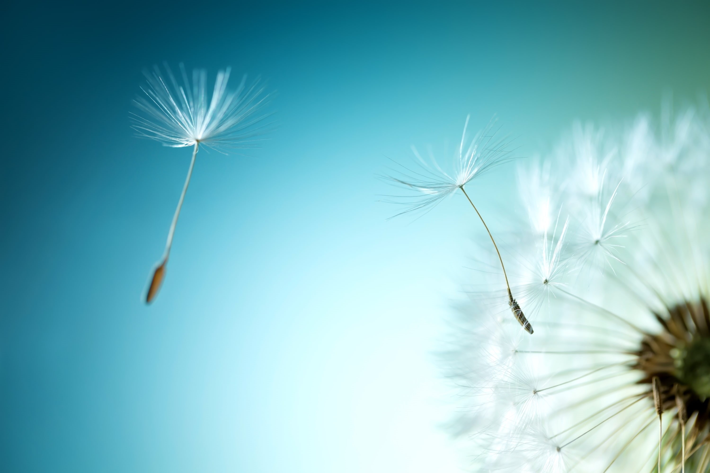 Dandelion seeds, 2K, Dandelion flower, HD Wallpaper