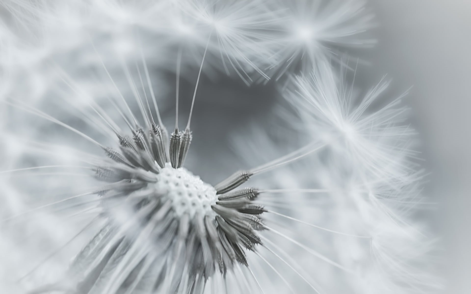 softness, day, 1080P, botany, black and white, growth, no People, fluffy, macro, vulnerability, flower Head, single Flower, dandelion, abstract, fragility, HD Wallpaper