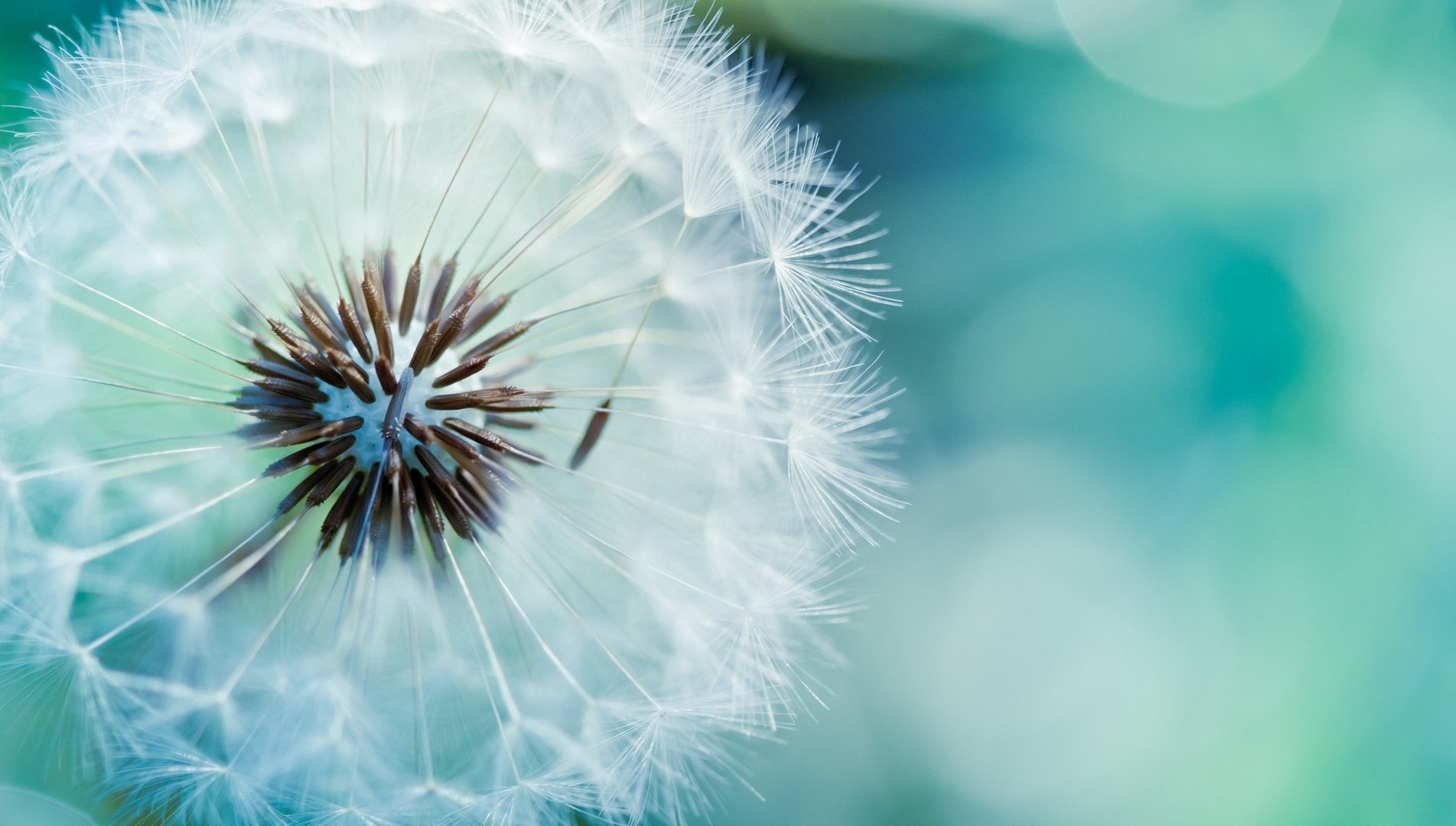 nature, 720P, no people, day, flowering plant, outdoors, dandelion seed, freshness, flower ipad  retina, growth, white color, flower head, beauty in nature, HD Wallpaper