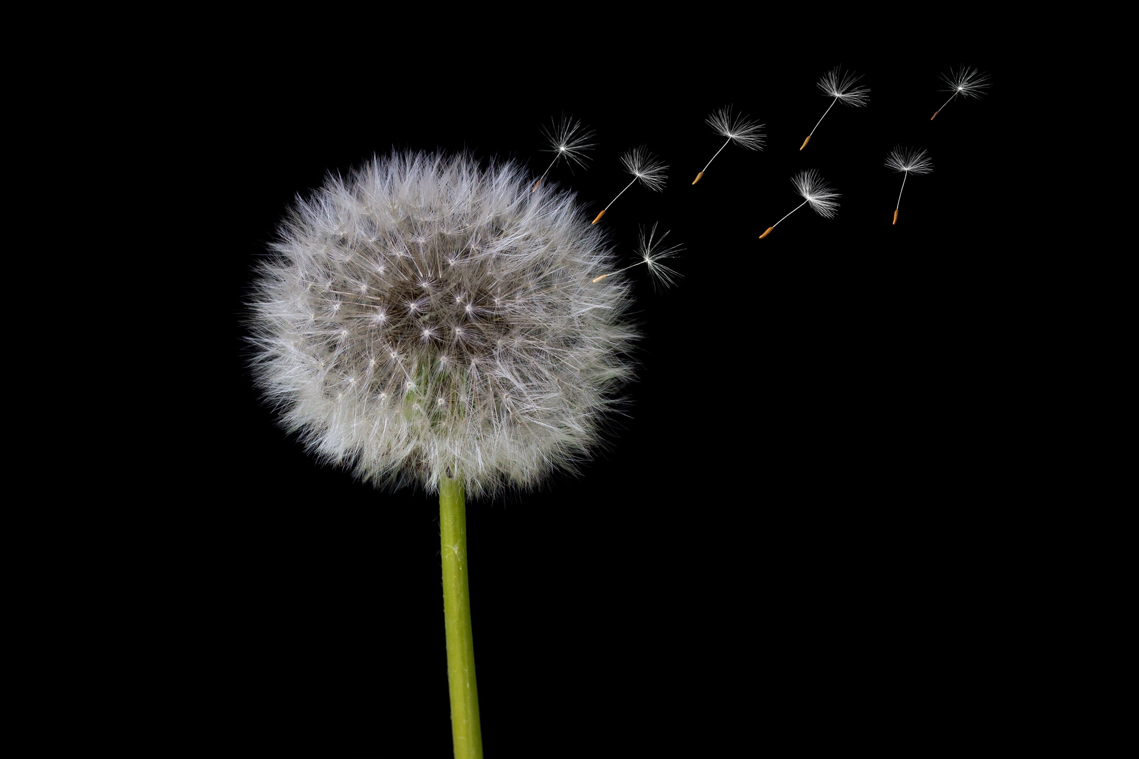 flower, inflorescence, common dandelion, garden, spring, flowering plant, beauty in nature, nature, copy space, umbrella, close-up, studio shot, softness, HD Wallpaper
