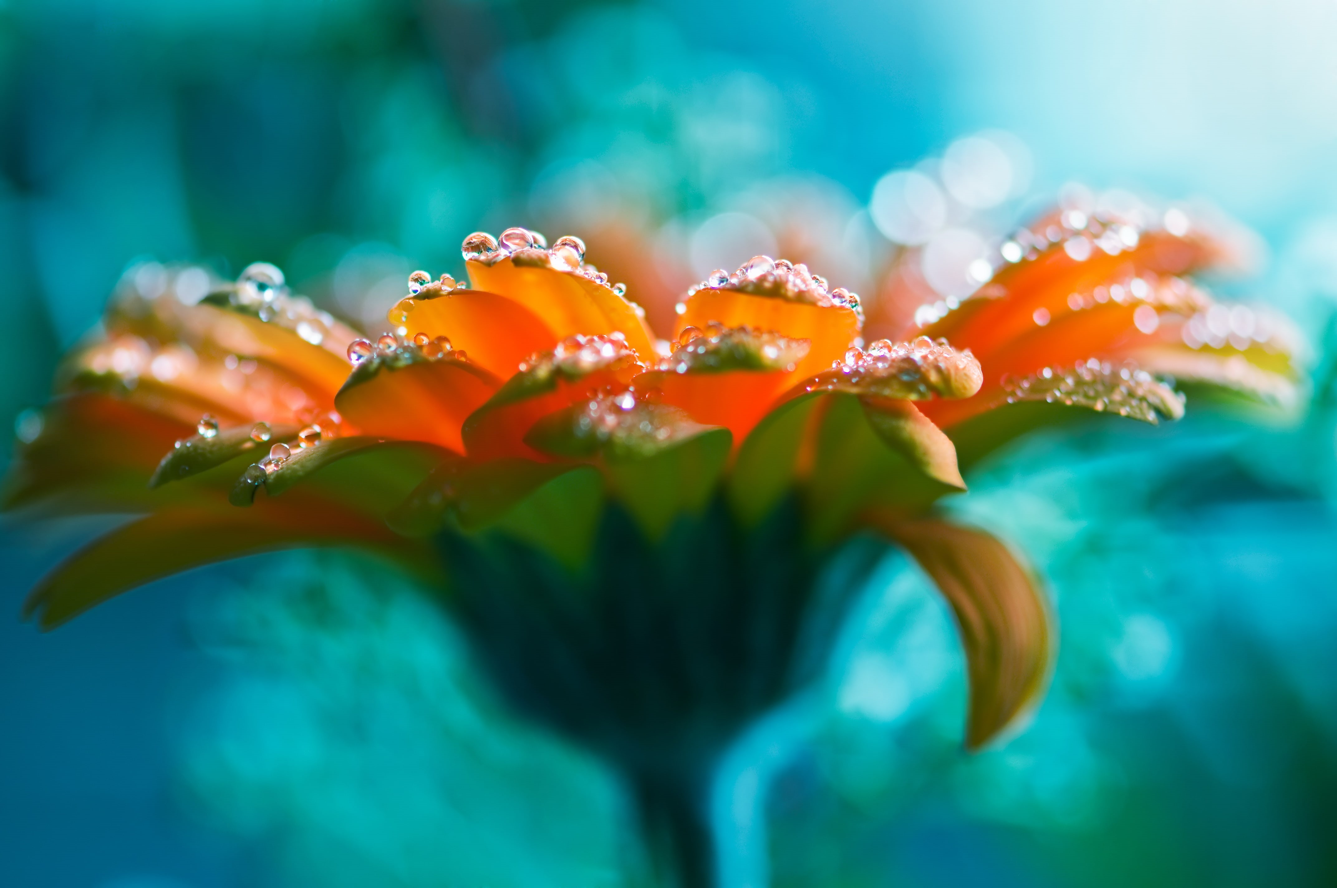orange, water, flowering plant, 4K, no people, beautiful, flower head, drop, water drops, petal, purity, nature, plant, gerbera, fragility, green color, HD Wallpaper