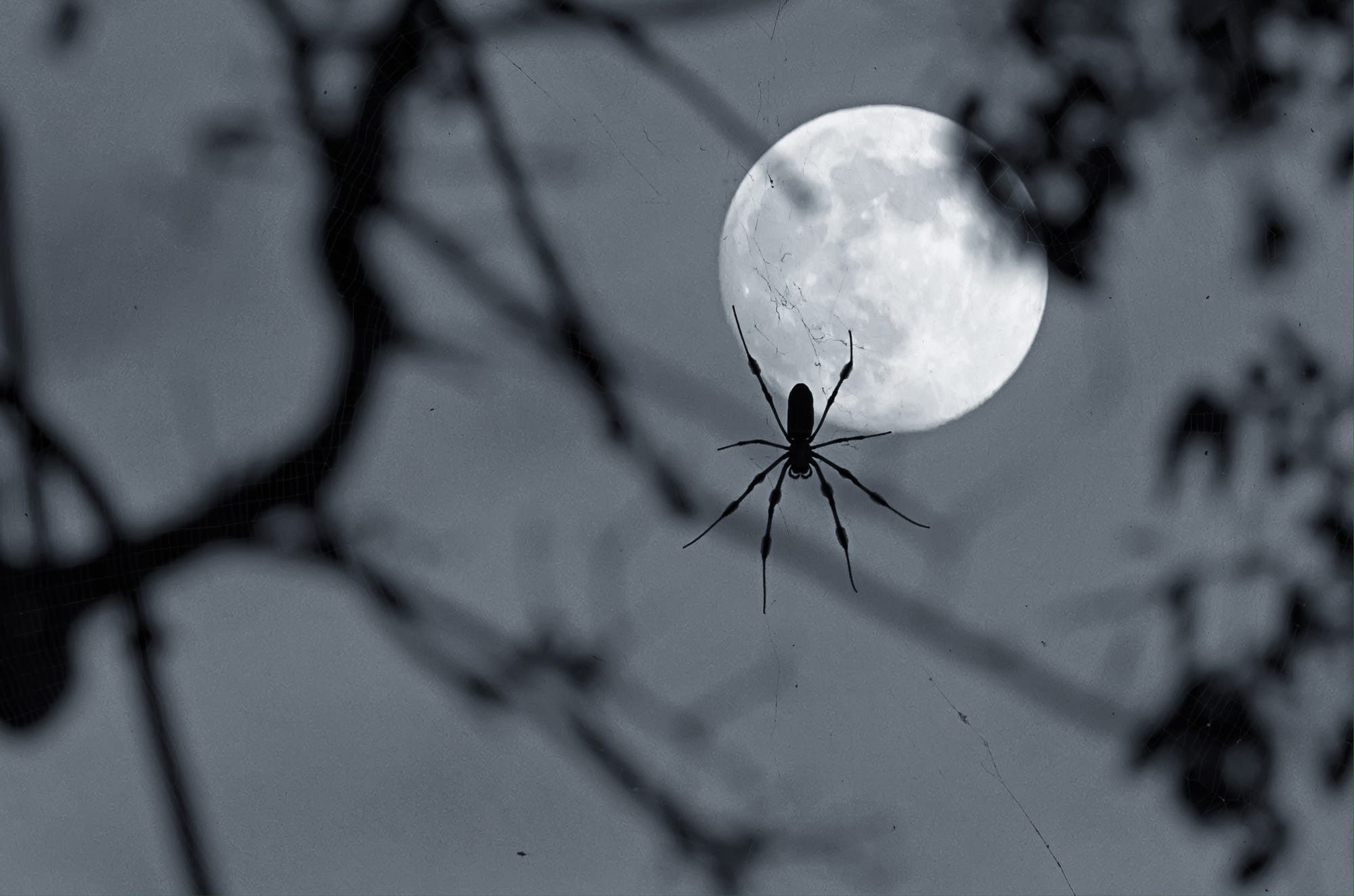 plant, selective focus, close-up, no people, focus on foreground, beauty in nature, plant part, animal, tree, spider, moon phases, animals in the wild, HD Wallpaper