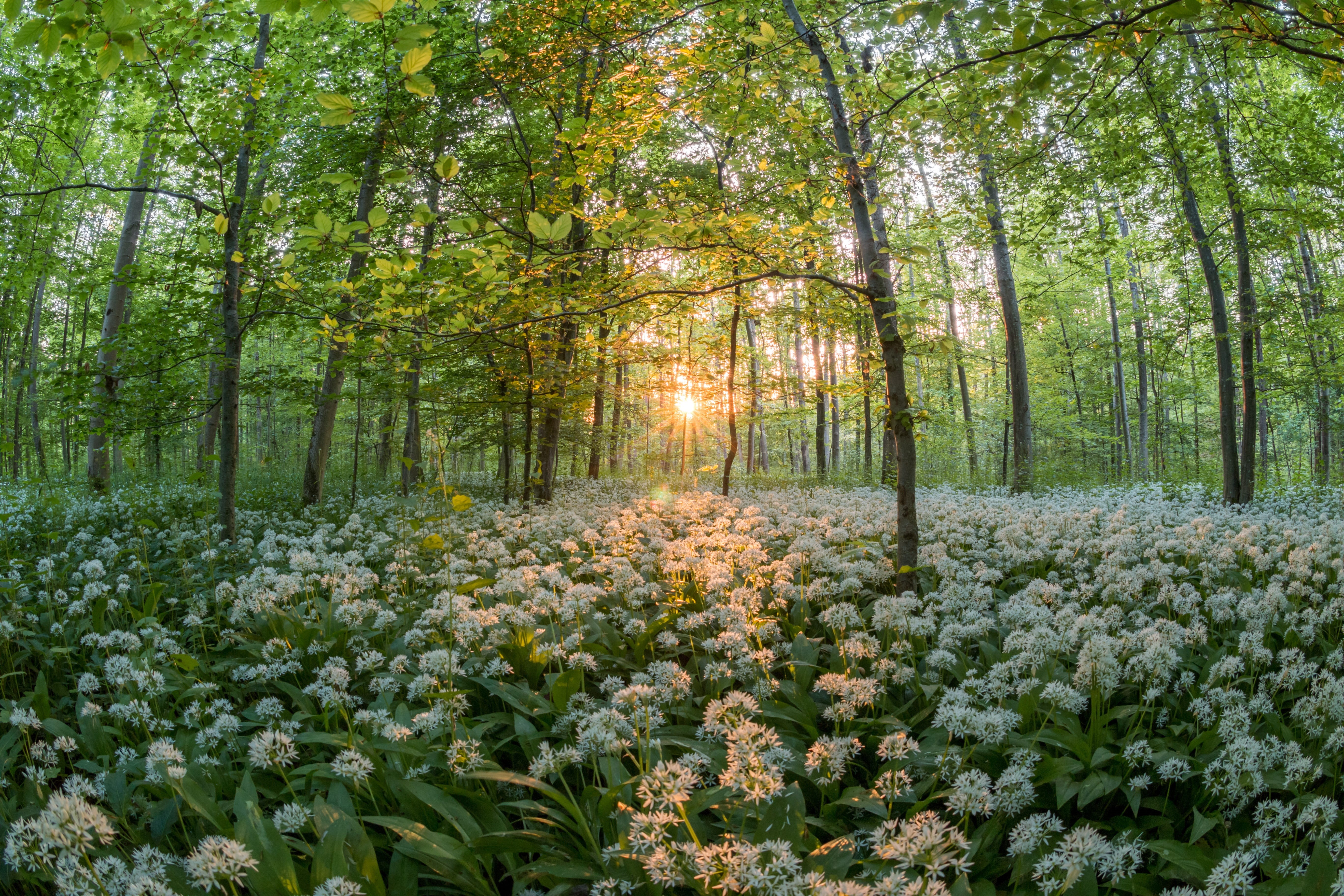 sunset, wild vegetables, flowers, outdoors, no people, tranquil scene, medicinal plant, growth, naturopathy, sun, bears garlic, landscape, spring, vegetable plant, HD Wallpaper