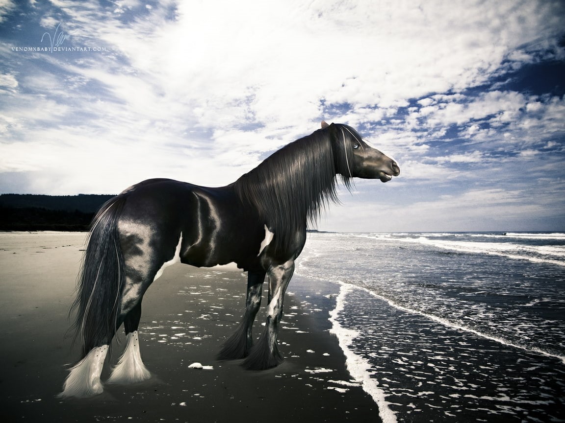 gypsy, art, tinker, animals, fantasy, horses, gypsy vanner, 480P, vanner, hd, HD Wallpaper