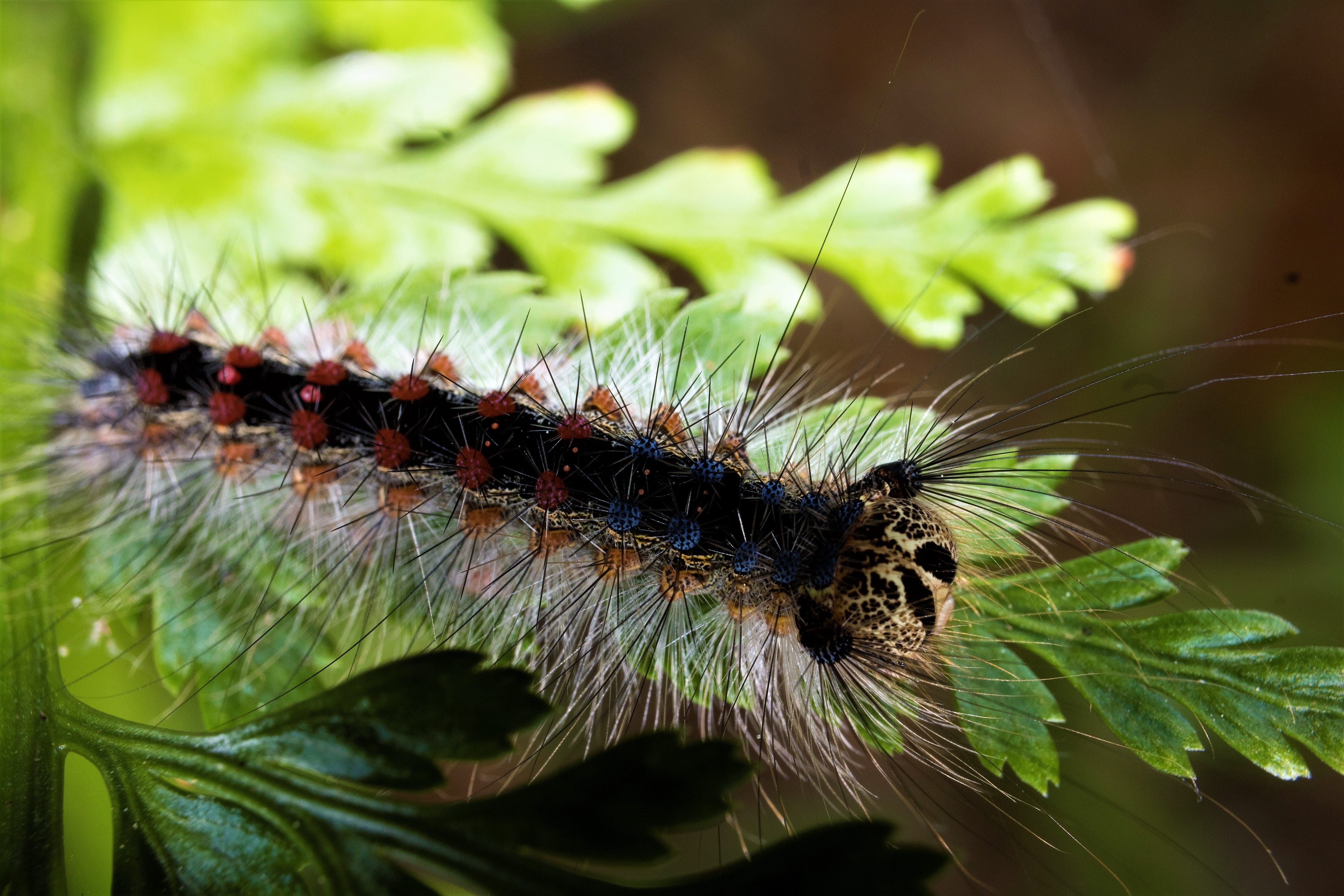 insect, plant, animal wildlife, plant part, caterpillar, leaf, green color, animal themes, close-up, day, beauty in nature, 5K, caterpillar gypsy, animals in the wild, HD Wallpaper