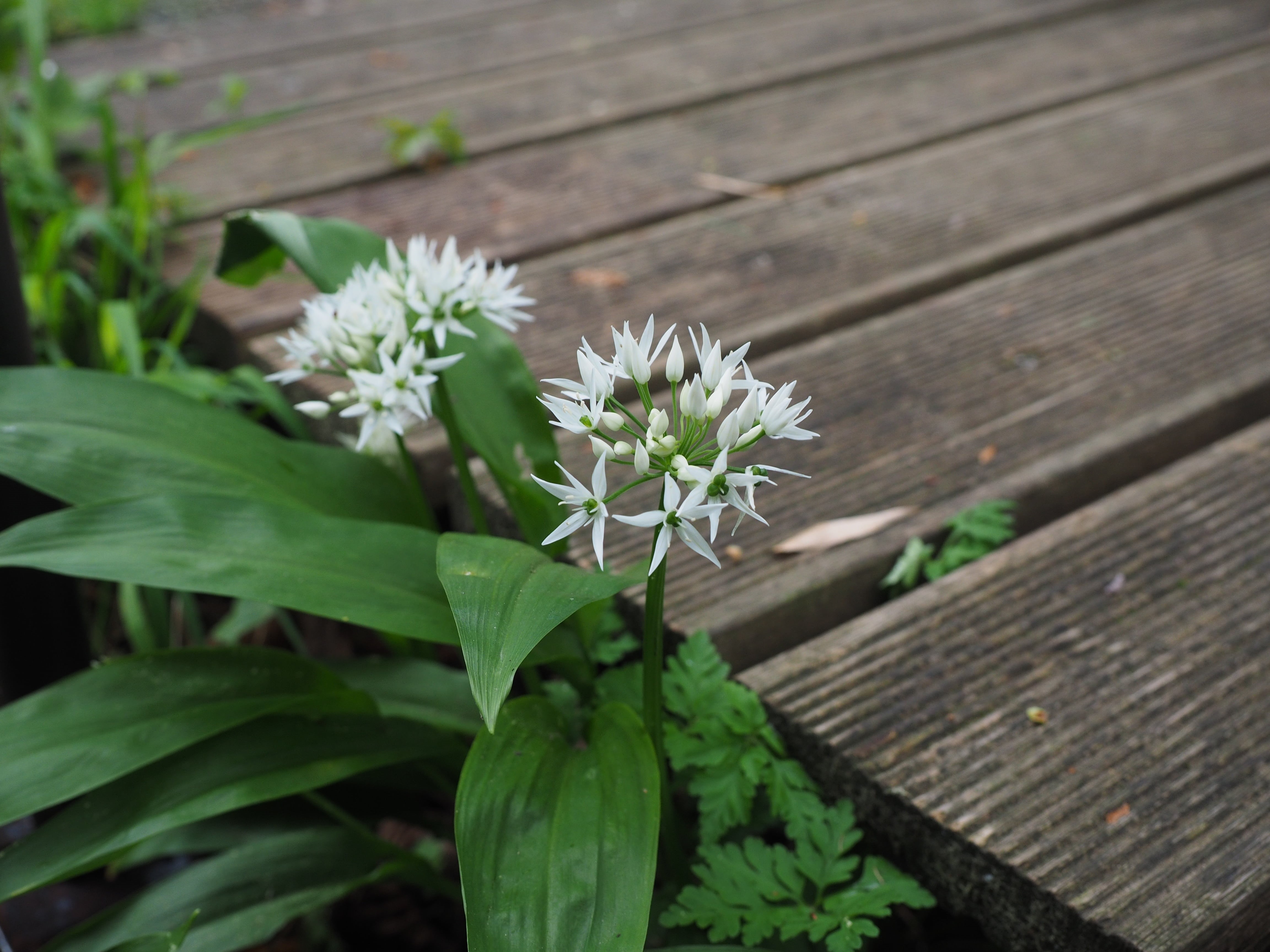 no people, high angle view, allium, rampsen, kremser, plant, wood garlic, nature, rame, hollauch, rämsen, flower, wild plant, ramseren, ränze, gypsy leek ramsen, HD Wallpaper