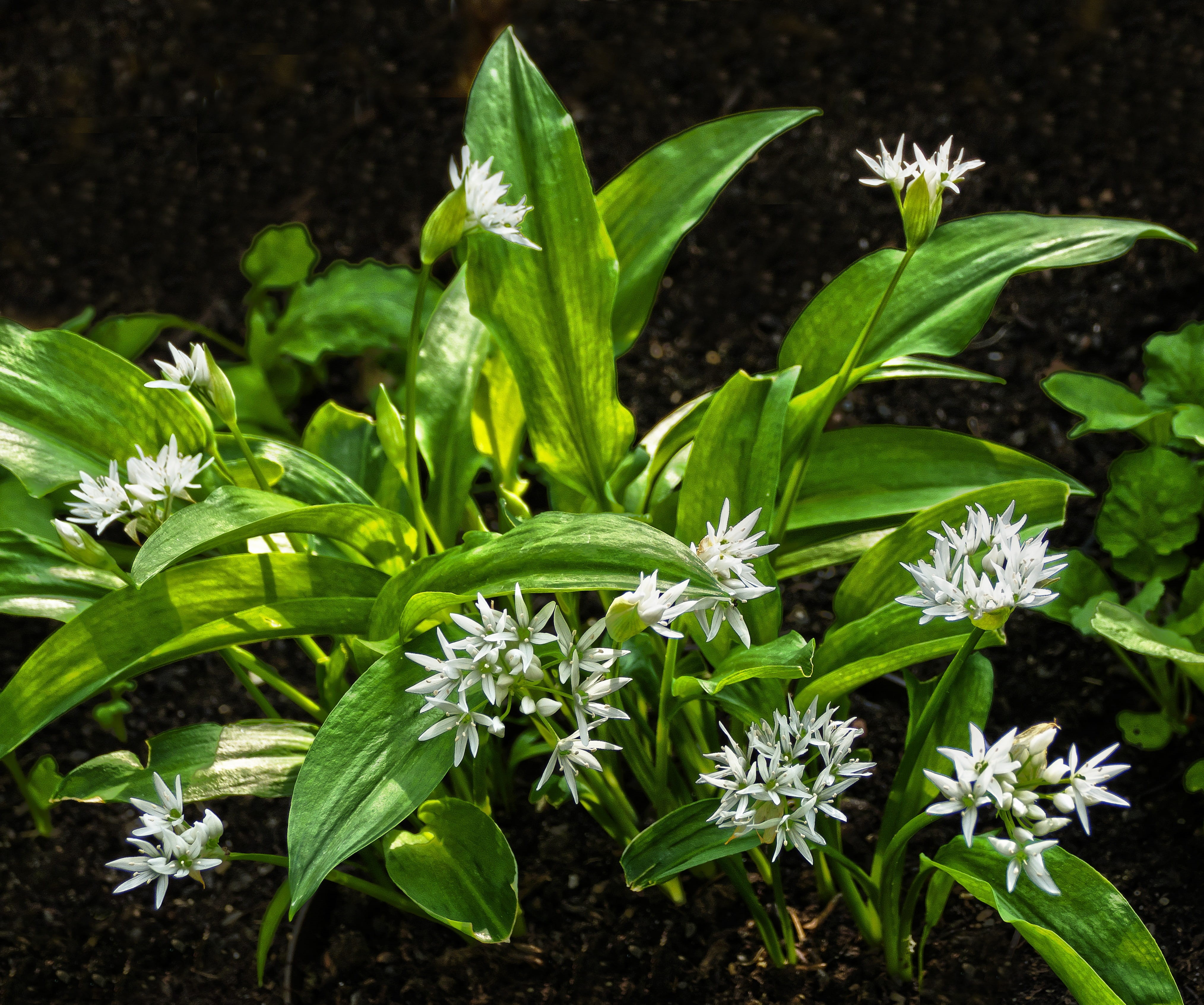 dog garlic, flower, vulnerability, 4K, leaves, outdoors, high angle view, petal, green color, allium ursinum, no people, close-up, flower head, ramsen forest herre, HD Wallpaper