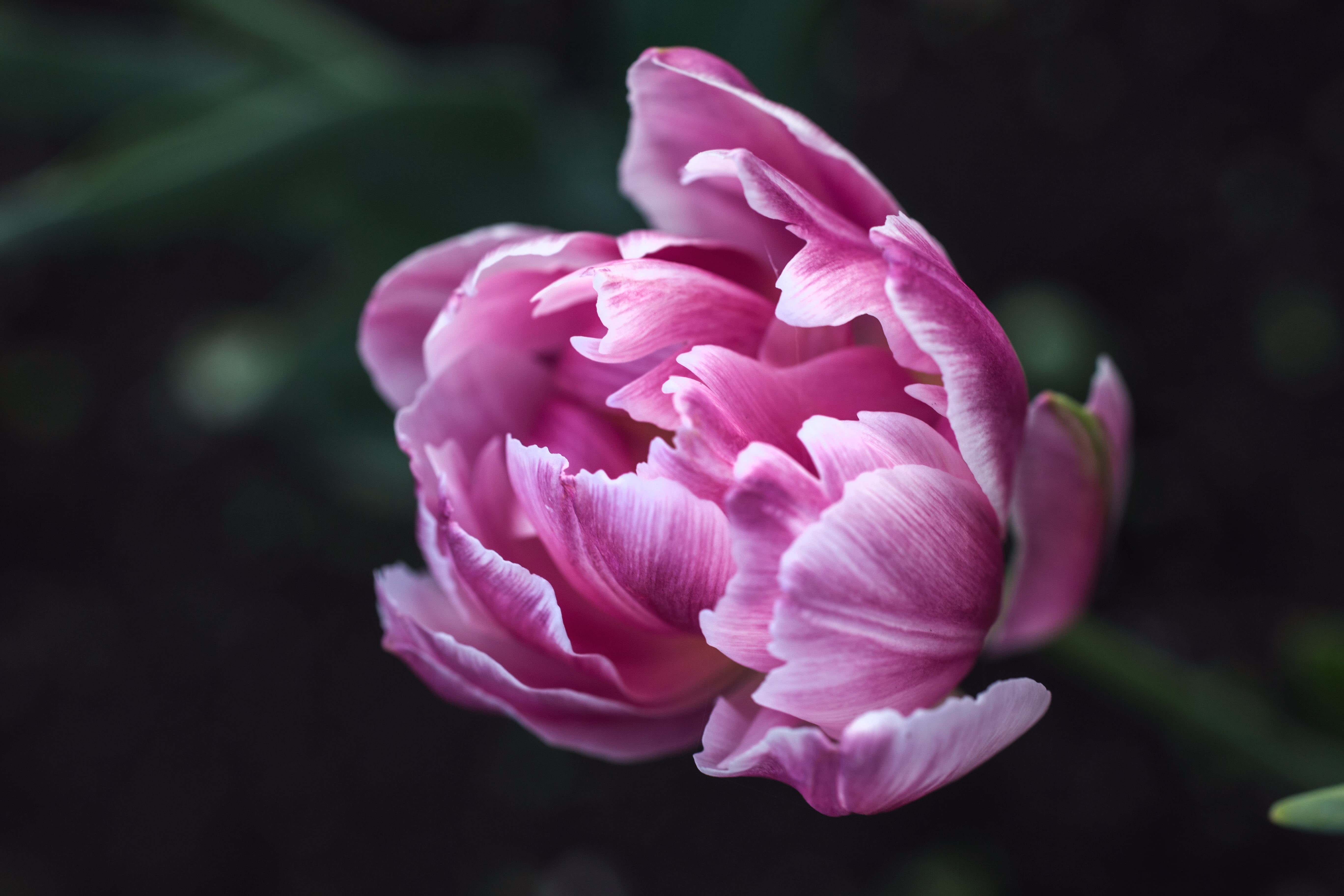 dark, Canon  6D, 5K, May, Praha, adventure, europe, beauty In Nature, plant, photo, close-up, focus, travel, petal, pink Color, Full-frame, pink, Prague, HD Wallpaper
