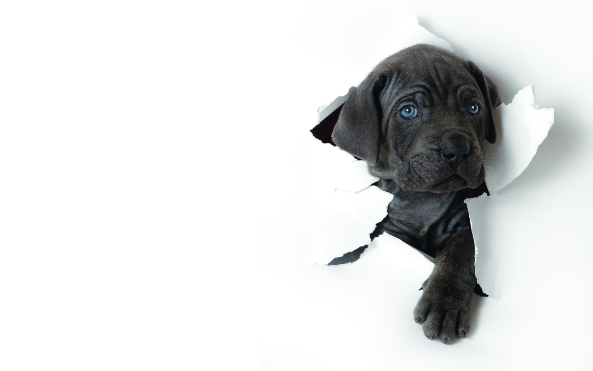 small, sitting, white Background, pets, ragged, vertebrate, purebred Dog, high angle view, indoors, white, pug, animal themes, humor, puppy, paper, dogs, HD Wallpaper