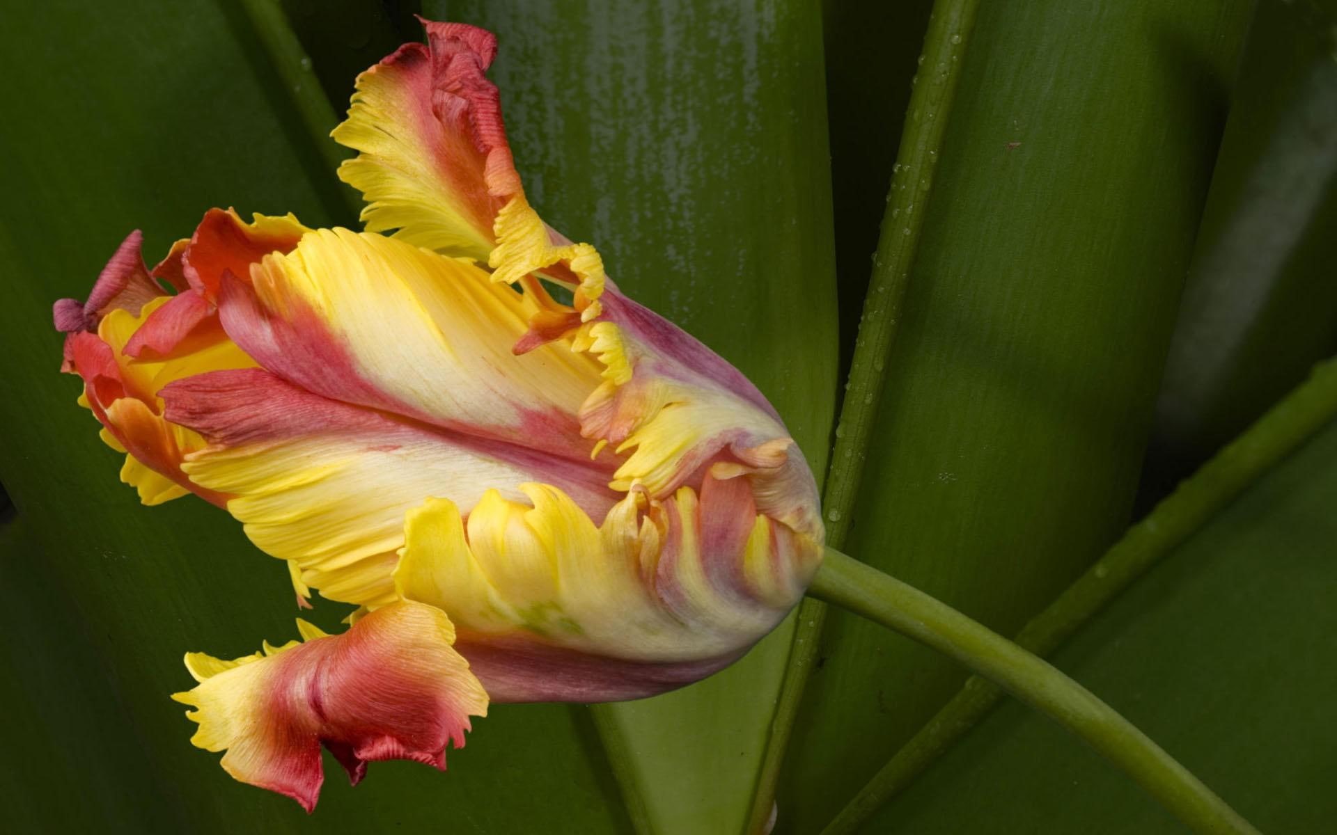 1080P, yellow, pink, edged, flower, tulip, ragged, flowers, 1920x1200, HD Wallpaper