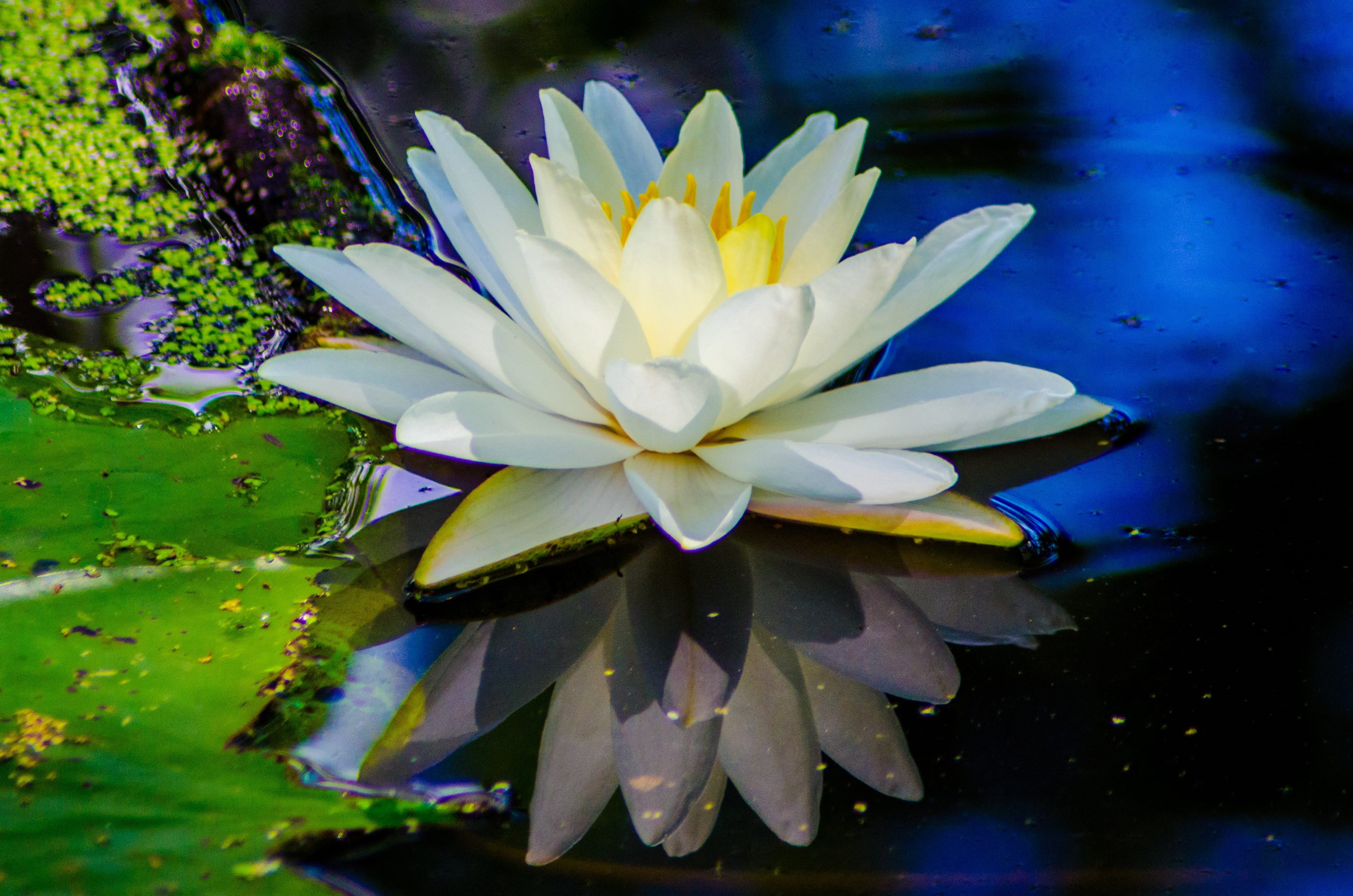 no people, style, flower head, summer, watercolor, flowering plant, purple, close-up, pink, garden, environment, growth, water lily, lilly, fragility, yellow, HD Wallpaper