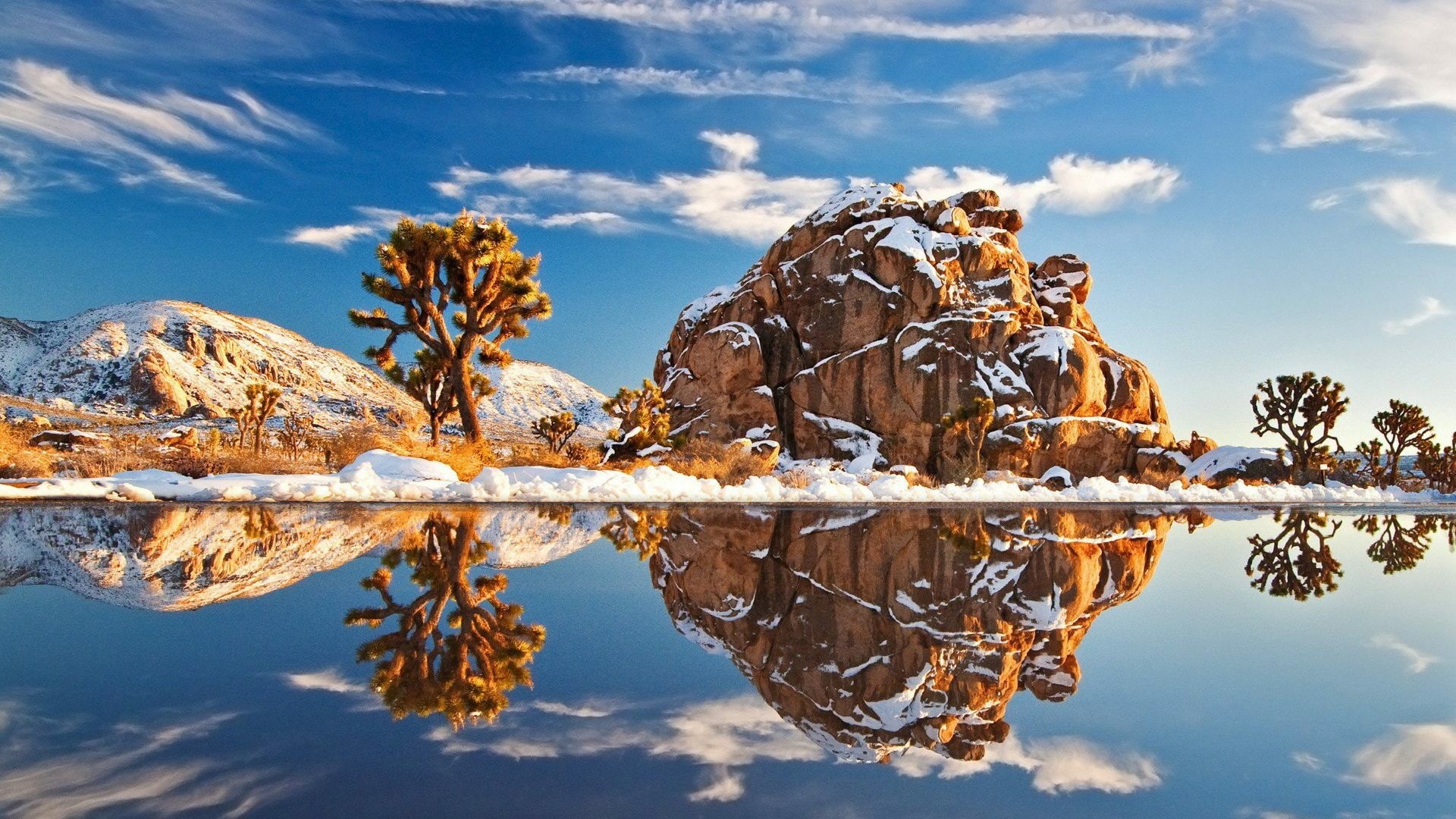 nature, joshua tree, cacti, cactus, joshua tree national park, tree, water, sunlight, landscape, cloud, winter, california, united states, sky, 1080P, HD Wallpaper