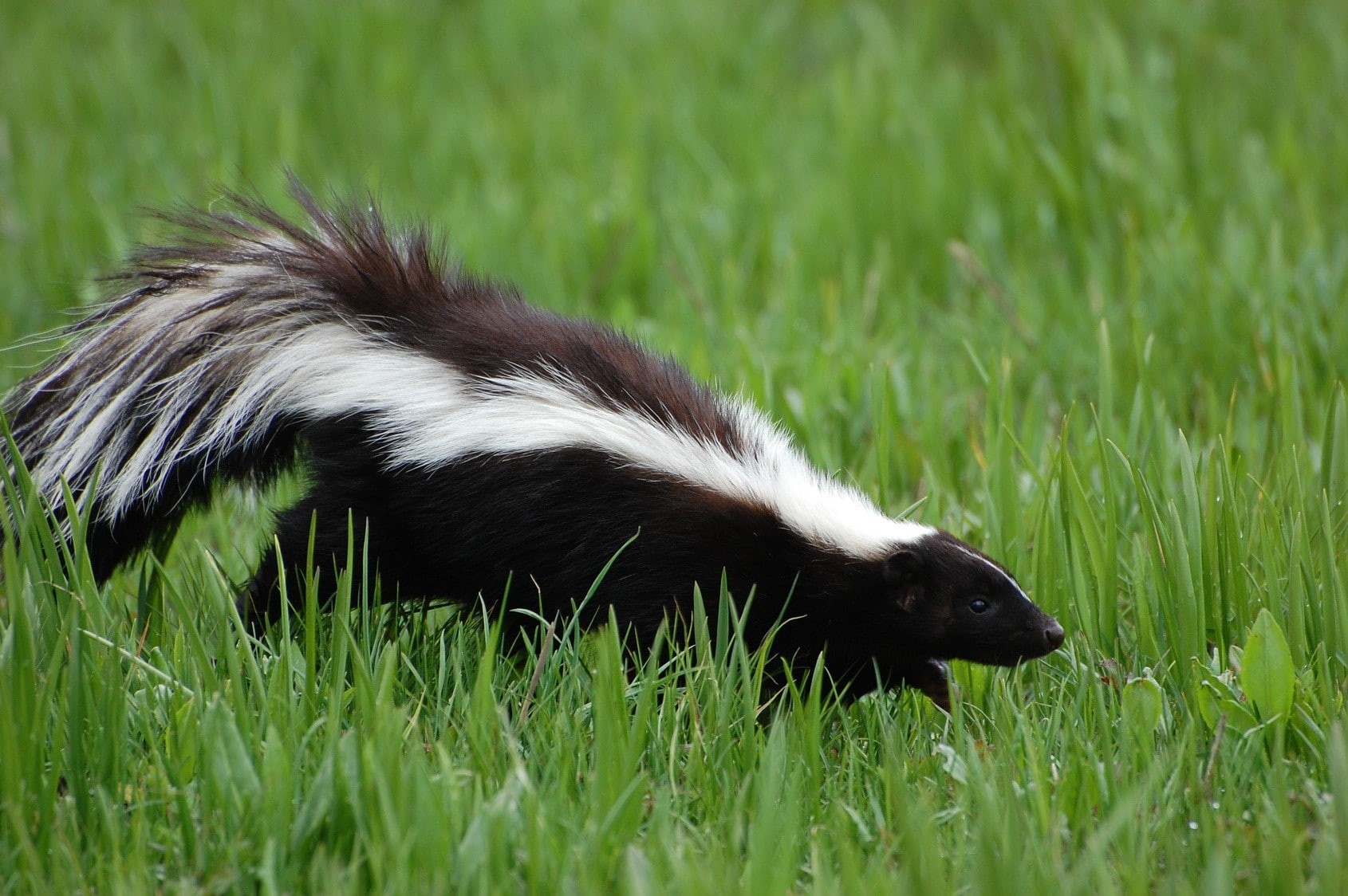 animals  hd, white, black, Skunk, Best s, Amazing Animals, 720P, s, HD Wallpaper