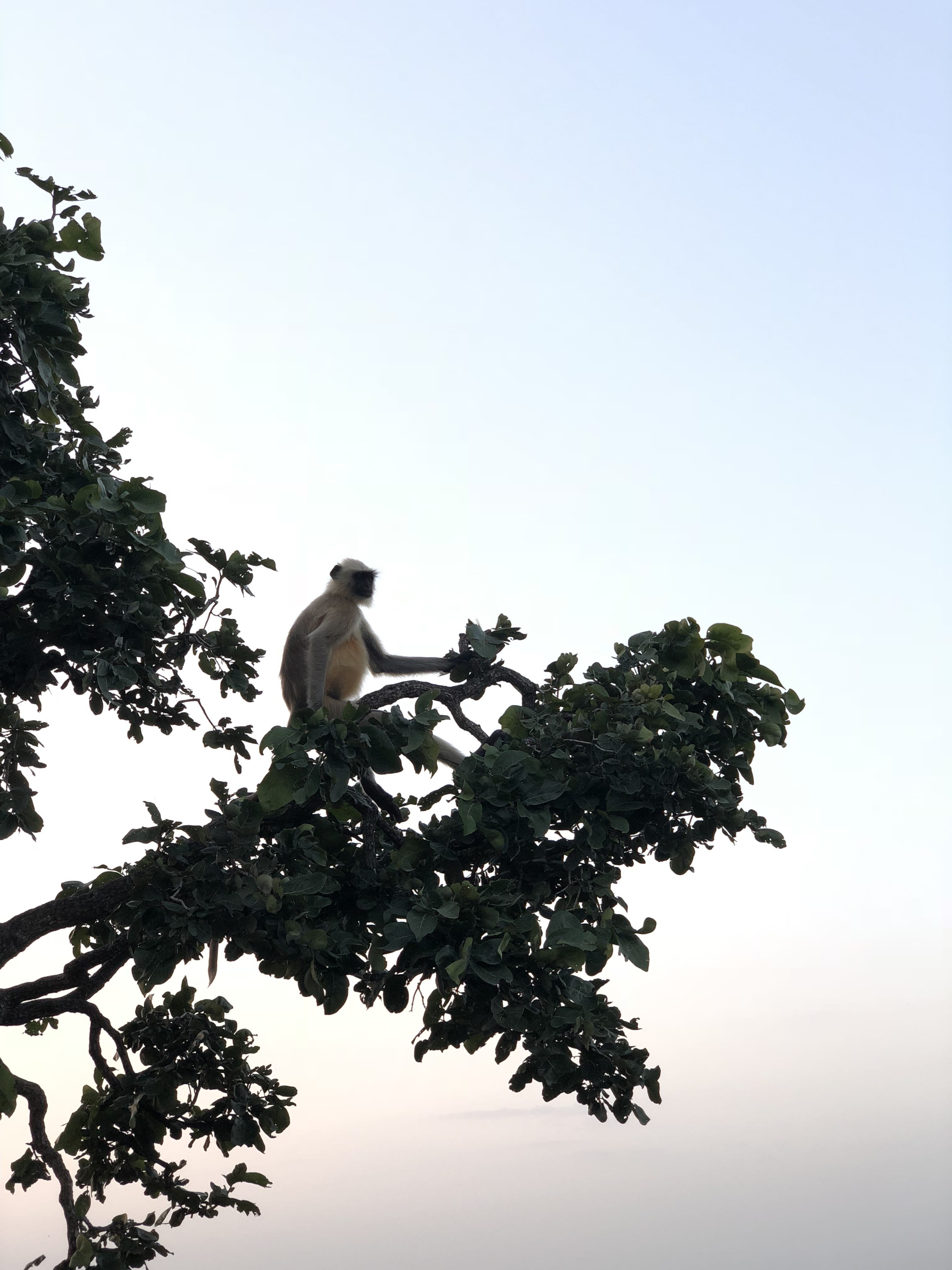 copy space, tree, one animal, growth, 4K, garadiya mahadev road, low angle view, treetop, plant, dabi, clear sky, nature, day, animals in the wild, sky, Phone HD Wallpaper