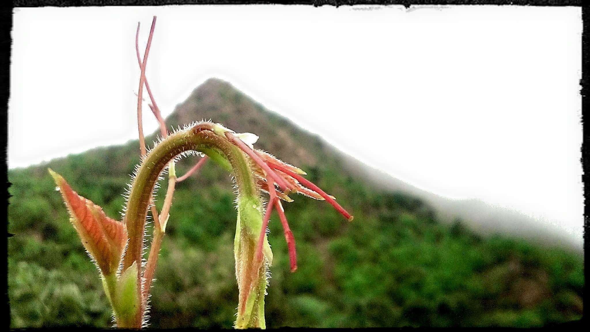 green color, no people, day, auto post production filter, outdoors, beauty in nature, invertebrate, 1080P, one animal, close-up, plant, animals in the wild, HD Wallpaper