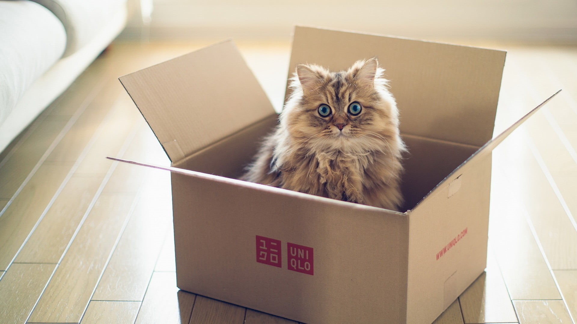 domestic, portrait, whisker, no people, domestic cat, Ben Torode, pets, animals, persian cat, box, 1080P, indoors, paper, brown, one animal, apartment, HD Wallpaper