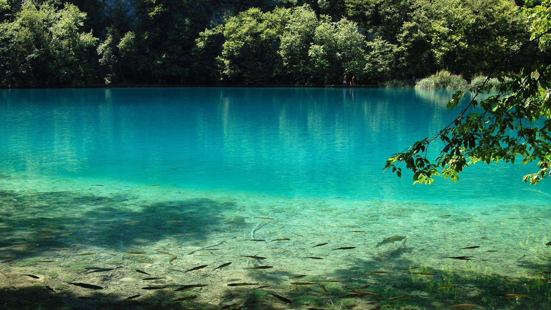sun, 1080P, tourism, lake, rocks, trees, beauty in nature, swimming, animal wildlife, shore, scene, travel, sky, sea life, marine, coast, turquoise colored, HD Wallpaper