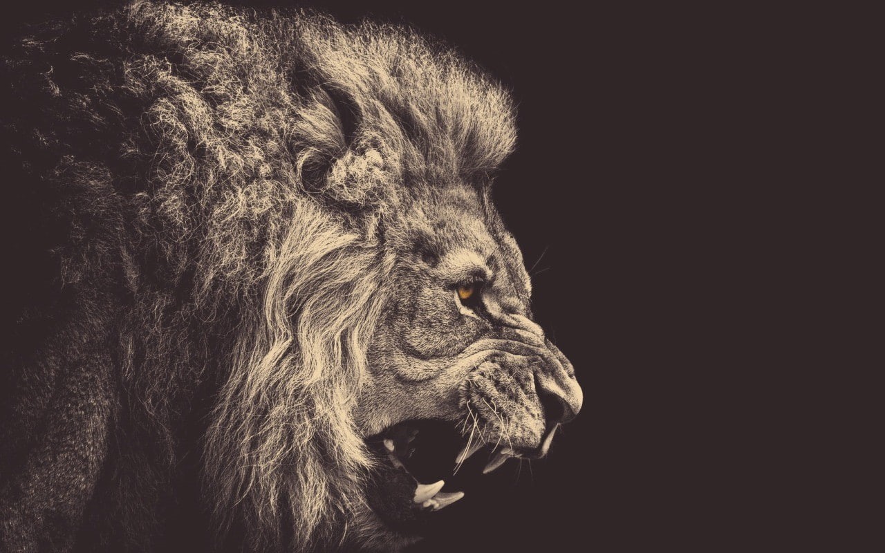 gray, one animal, yellow eyes, animal wildlife, animals in the wild, animal, teeth, no people, domestic animals, domestic, lion - feline, mammal, pets, HD Wallpaper