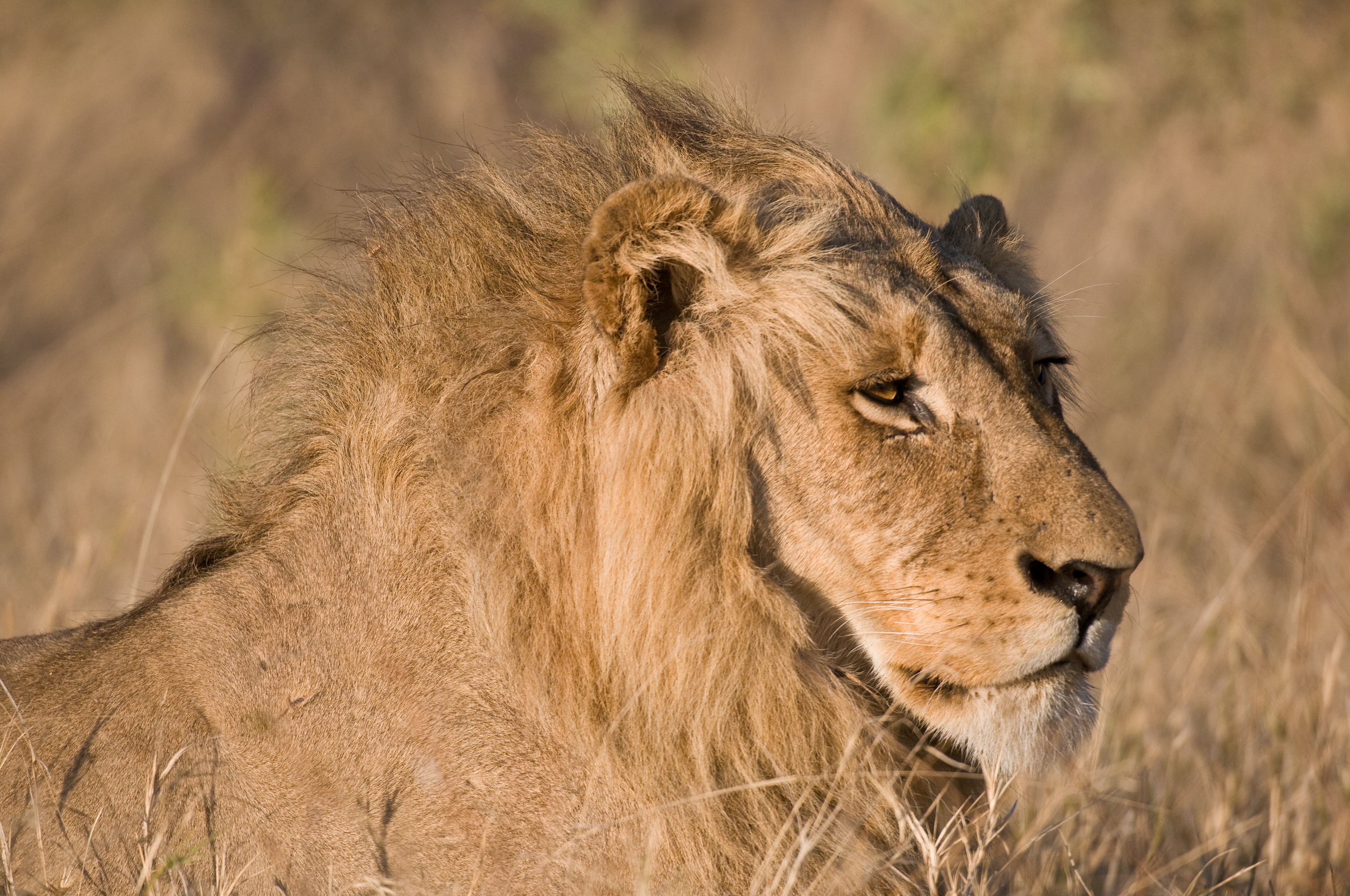 lying, wildlife, animal, serengeti National Park, lioness, masai Mara National Reserve, safari Animals, brown, feline, Lion, wilderness Area, africa, undomesticated Cat, HD Wallpaper