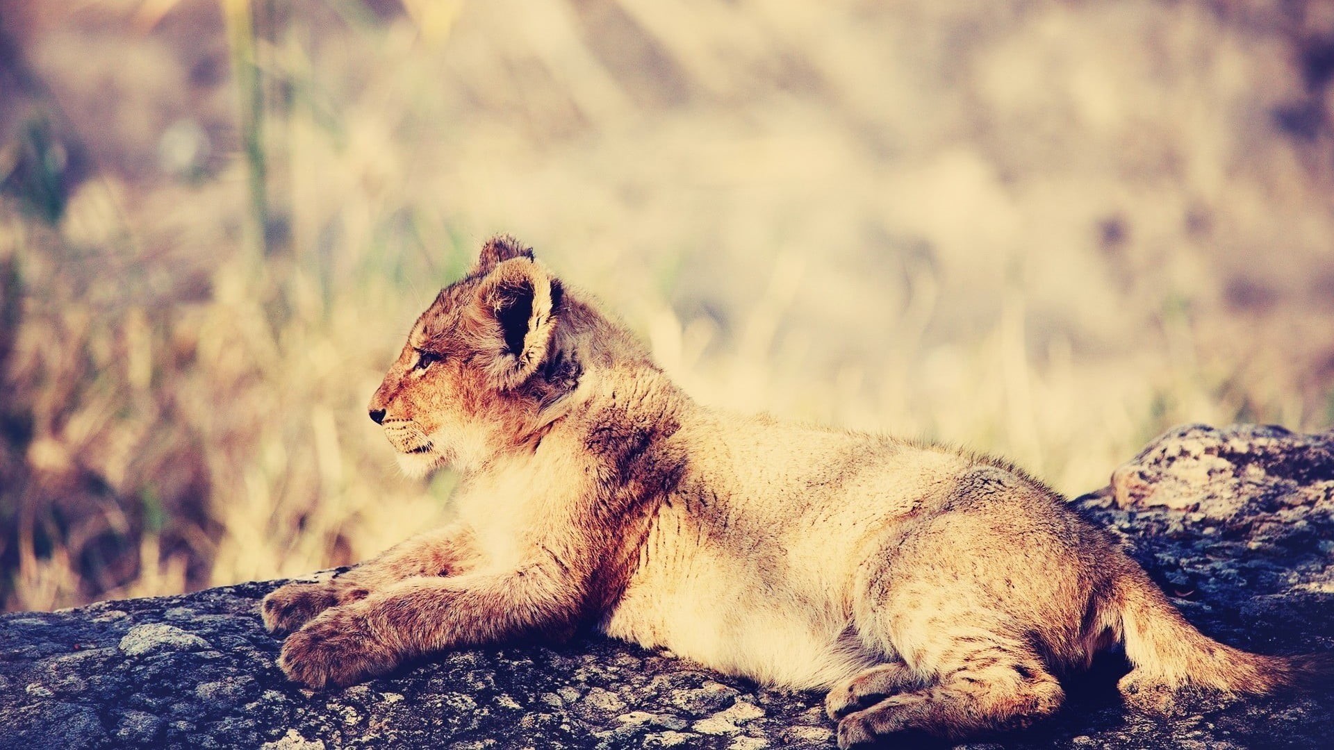animals in the wild, vertebrate, rock - object, one animal, sitting, cat, solid, animal wildlife, animal, domestic animals, animal themes, undomesticated cat, HD Wallpaper