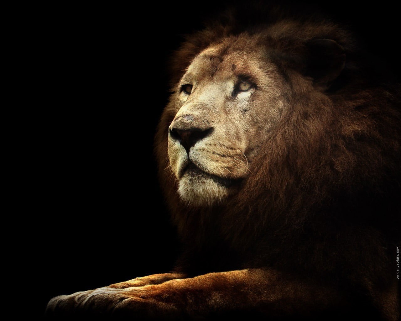 720P, mammal, lion, animal body part, animal, animals in the wild, feline, no people, animal themes, brown, vertebrate, studio shot, male animal, big cats, HD Wallpaper