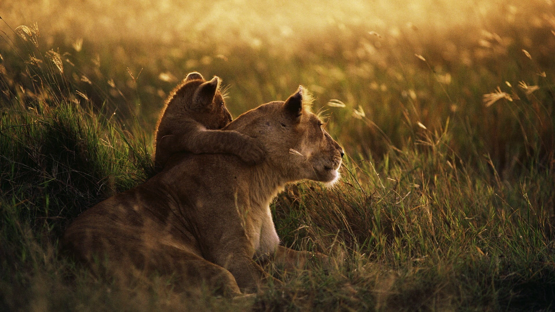 baby animals, female animal, lion, outdoors, animals, lioness, feline, animal family, animal, cat, animal wildlife, cub, photography, nature, vertebrate, HD Wallpaper