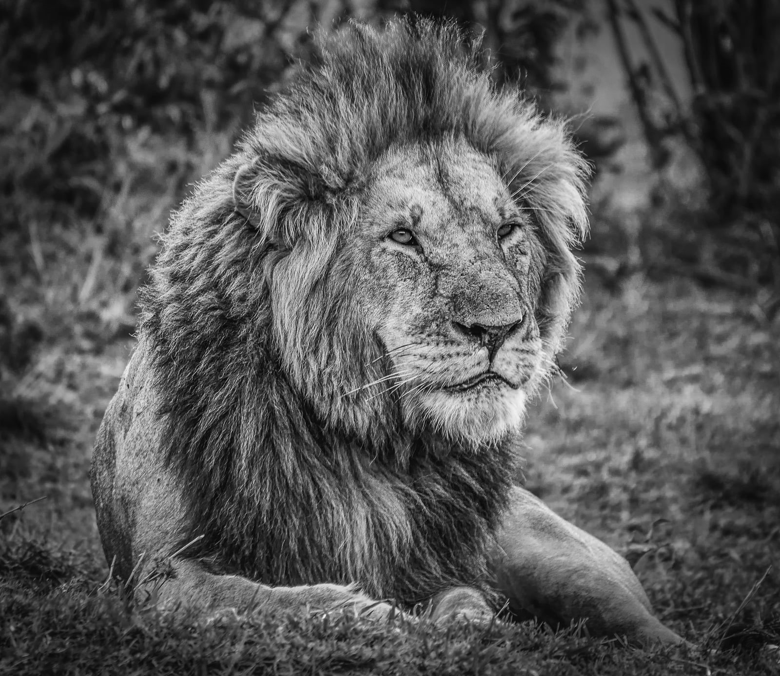 savannah, lion, painting, wildlife, Panasonic, africa, tanzania, 720P, nature, feline, Masai Mara, gray, lion - Feline, animal, Maasai Mara, Kenia, mara, HD Wallpaper