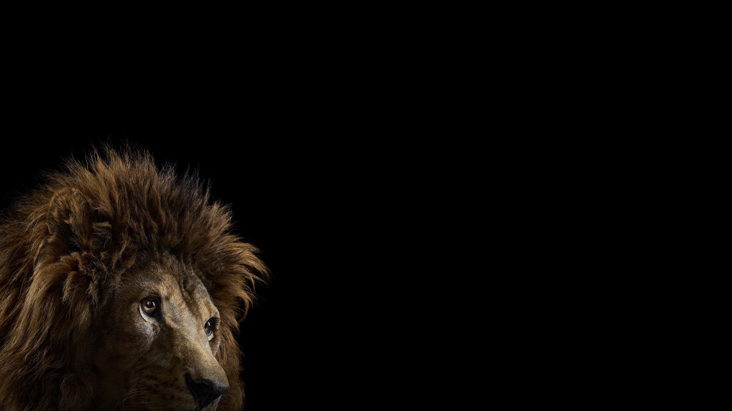 black background, mammals, animal head, pets, background, 2K, looking at camera, animal themes, copy space, mane, animal body part, animal wildlife, lion, HD Wallpaper