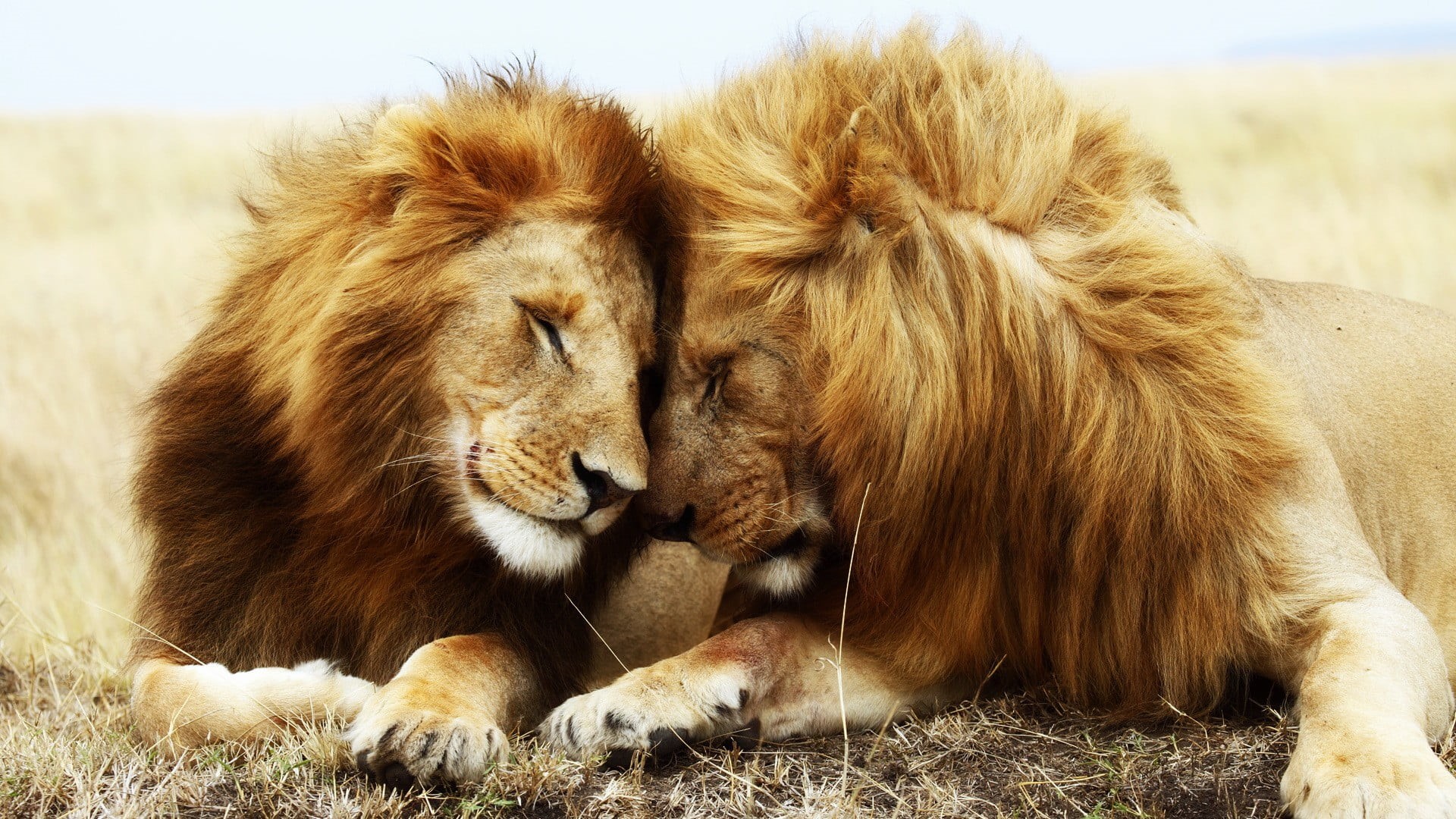 relaxation, 1080P, no people, lion - feline, animal, animal themes, togetherness, group of animals, animals in the wild, lion, vertebrate, animal wildlife, HD Wallpaper