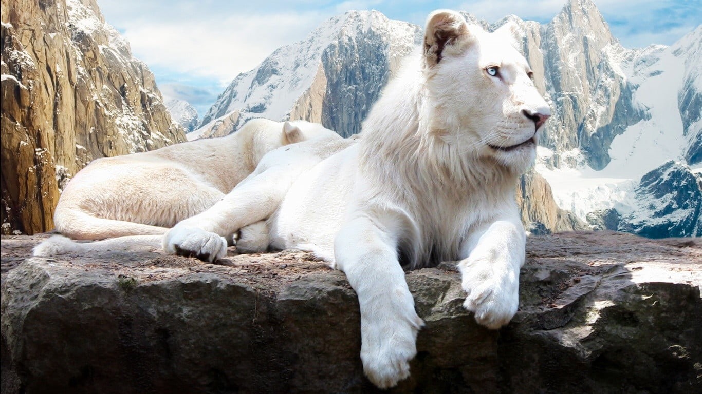 nature, day, solid, beauty in nature, mammal, mountain, 720P, white color, animal themes, one animal, white, winter, rock - object, animal, cold temperature, HD Wallpaper