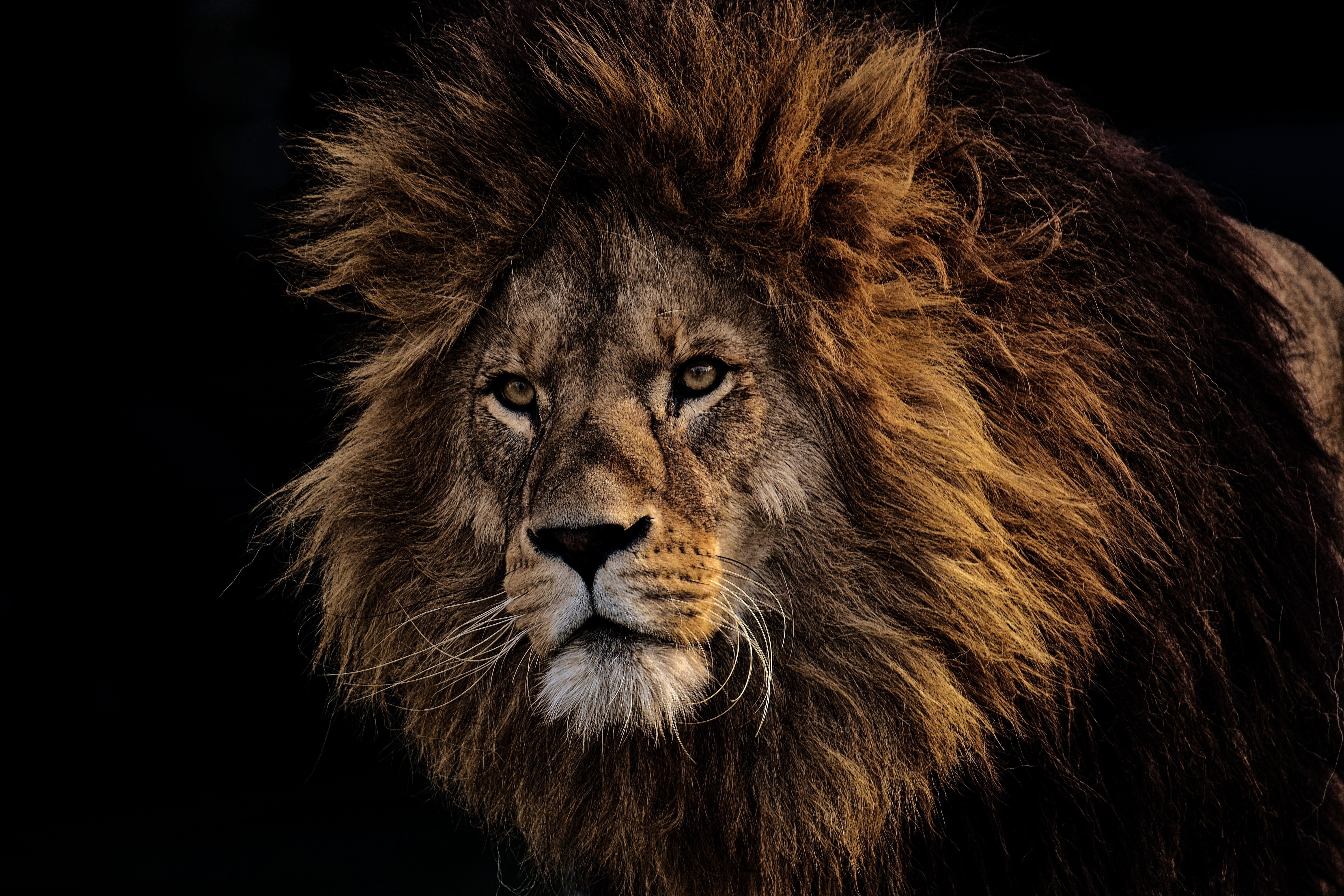 lion - feline, zoo, whisker, animal themes, portrait, one animal, looking, big cat, predator, africa, vertebrate, dangerous, feline, lion, animal wildlife, HD Wallpaper