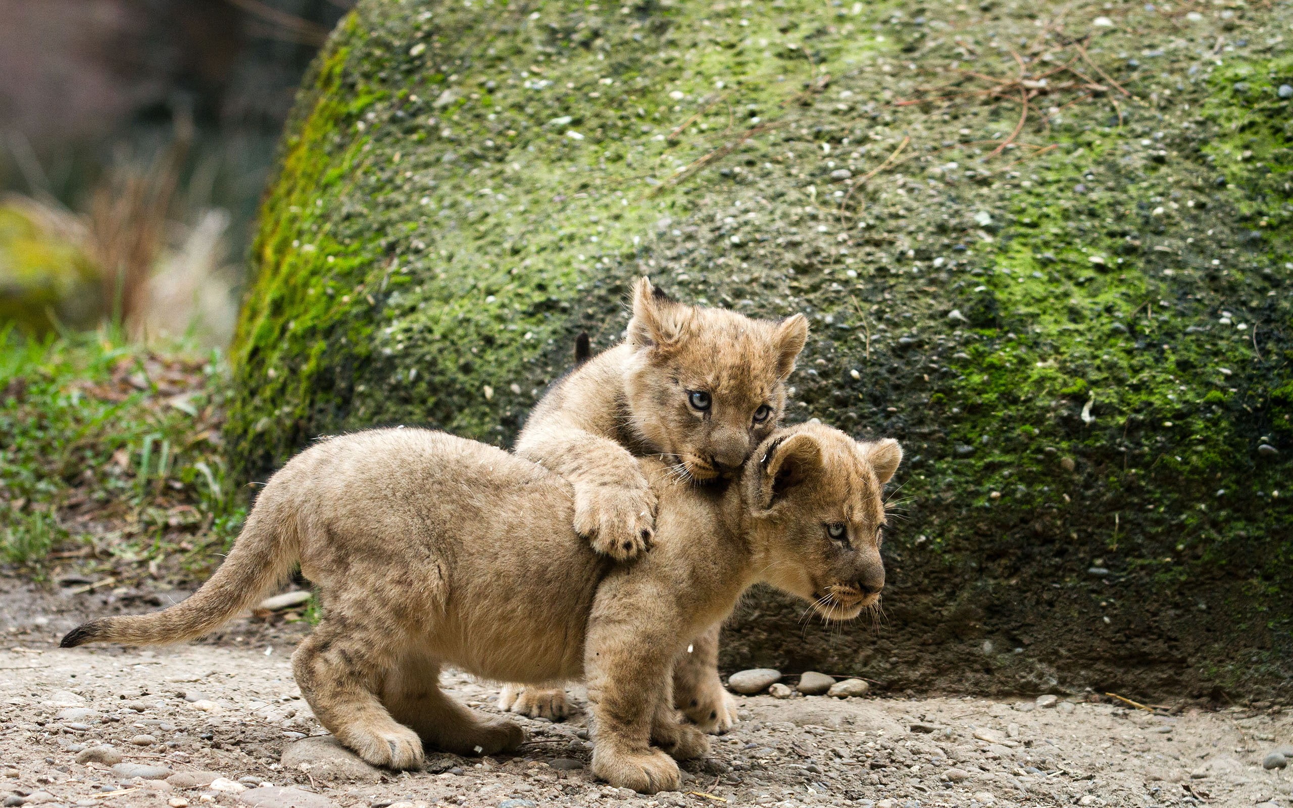 2K, lion, cub, hd, animals, HD Wallpaper
