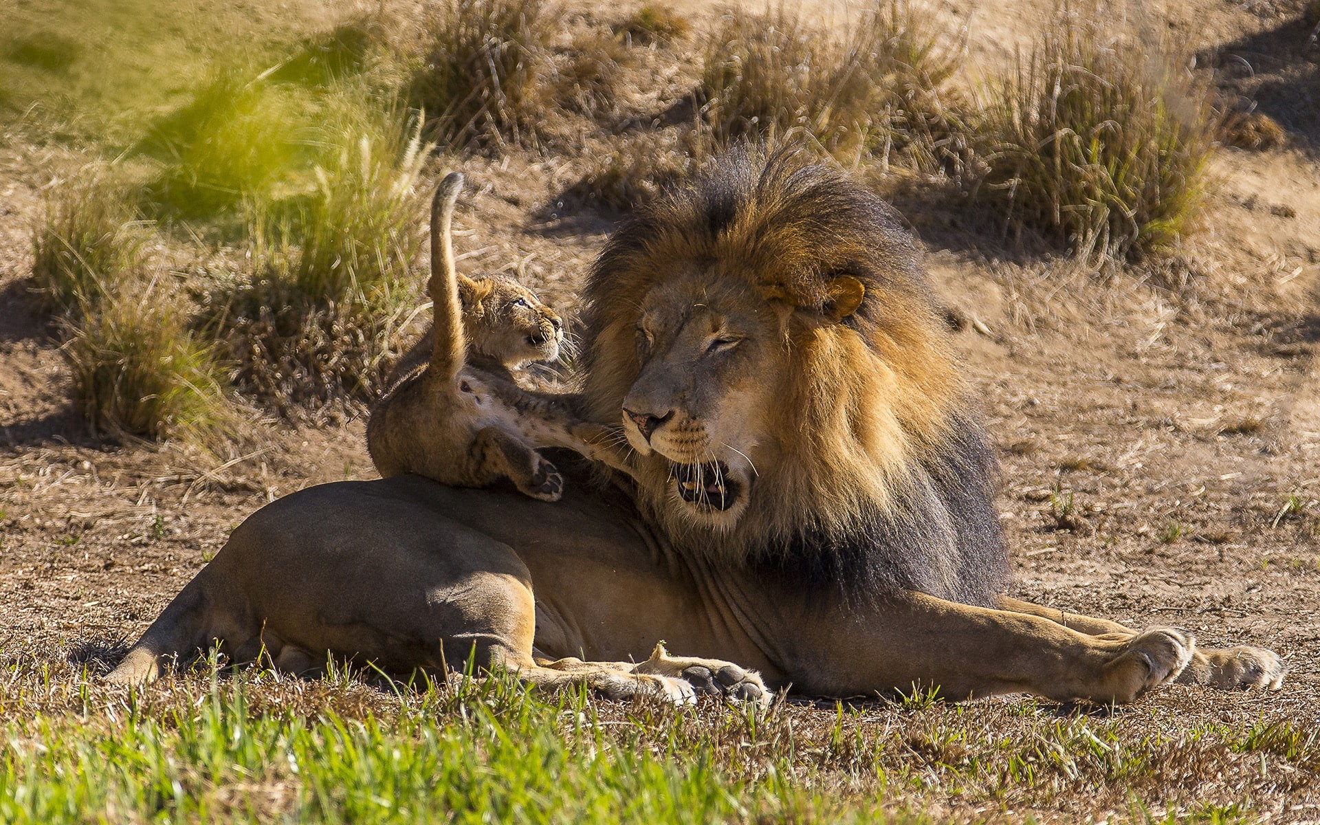 cub, hd, animals, lion, 1080P, HD Wallpaper