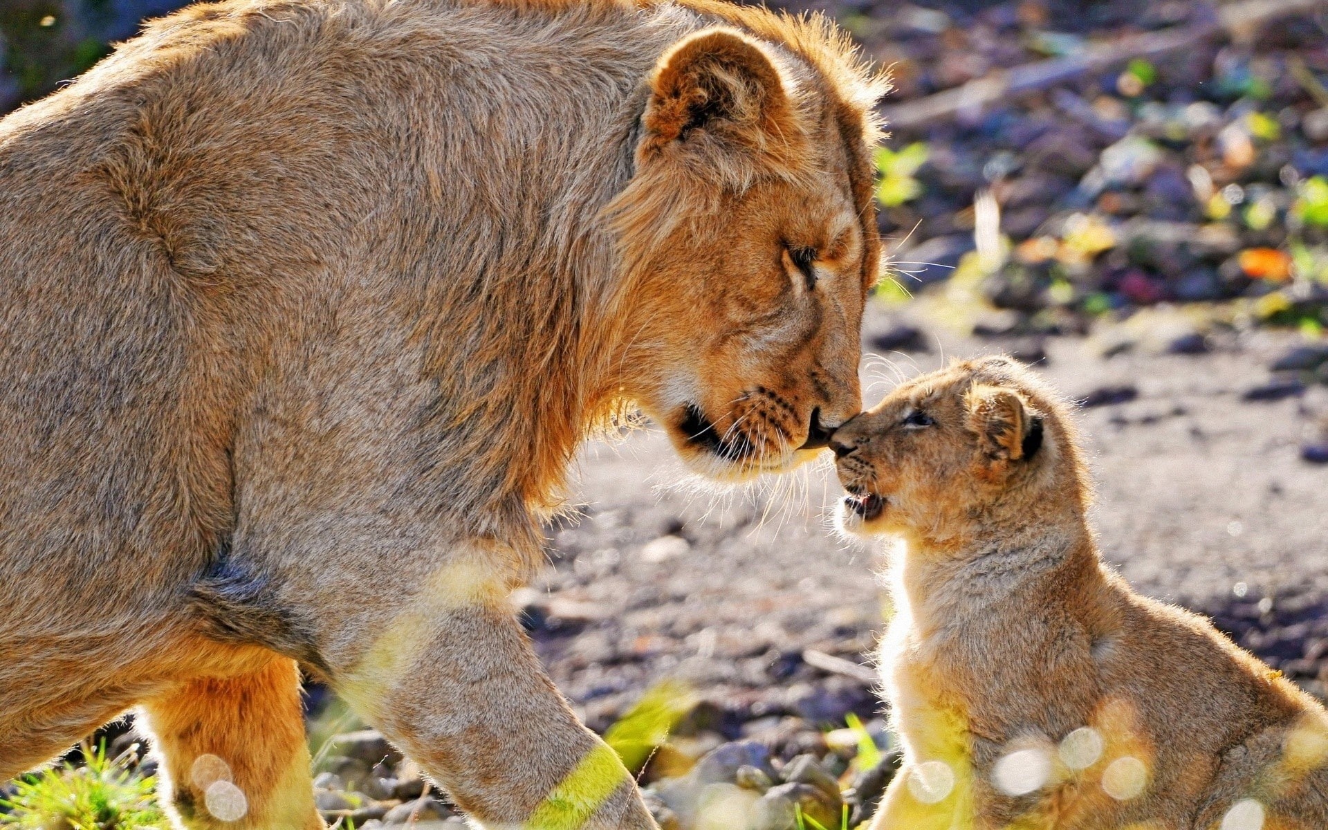 1080P, Cub, Photography, Lion, Mother, Animal, HD Wallpaper