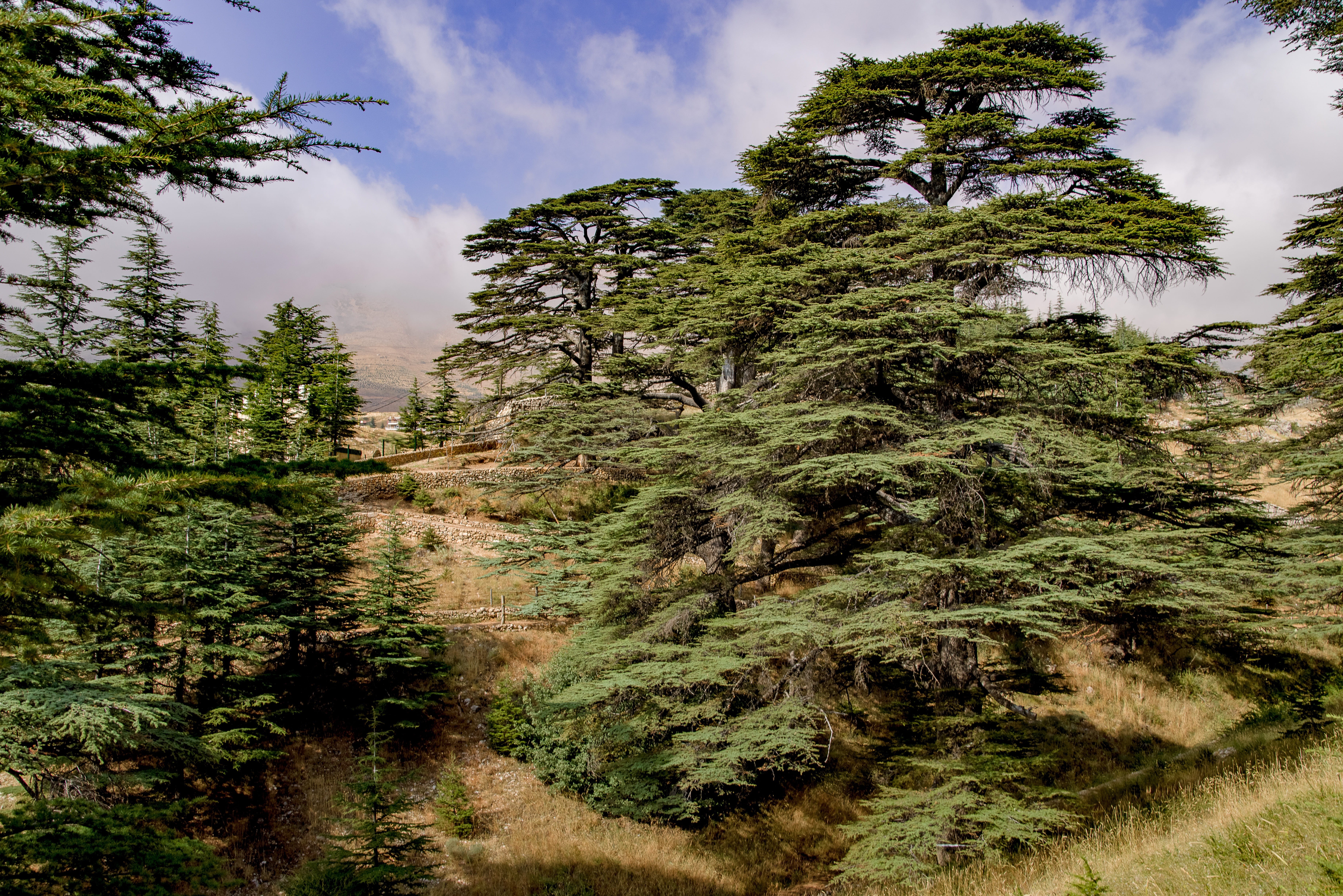 lebanon, countryside, cedar, no people, pine tree, outdoors, tranquility, mountain, ancient, nature, growth, land, sky, environment, scenics - nature, 5K, HD Wallpaper